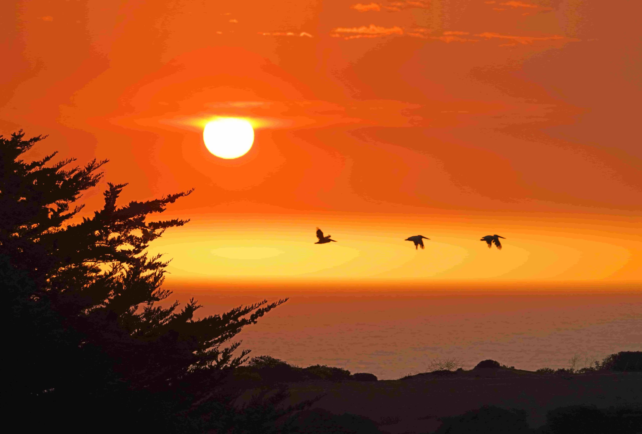Pacific Brown Pelicans