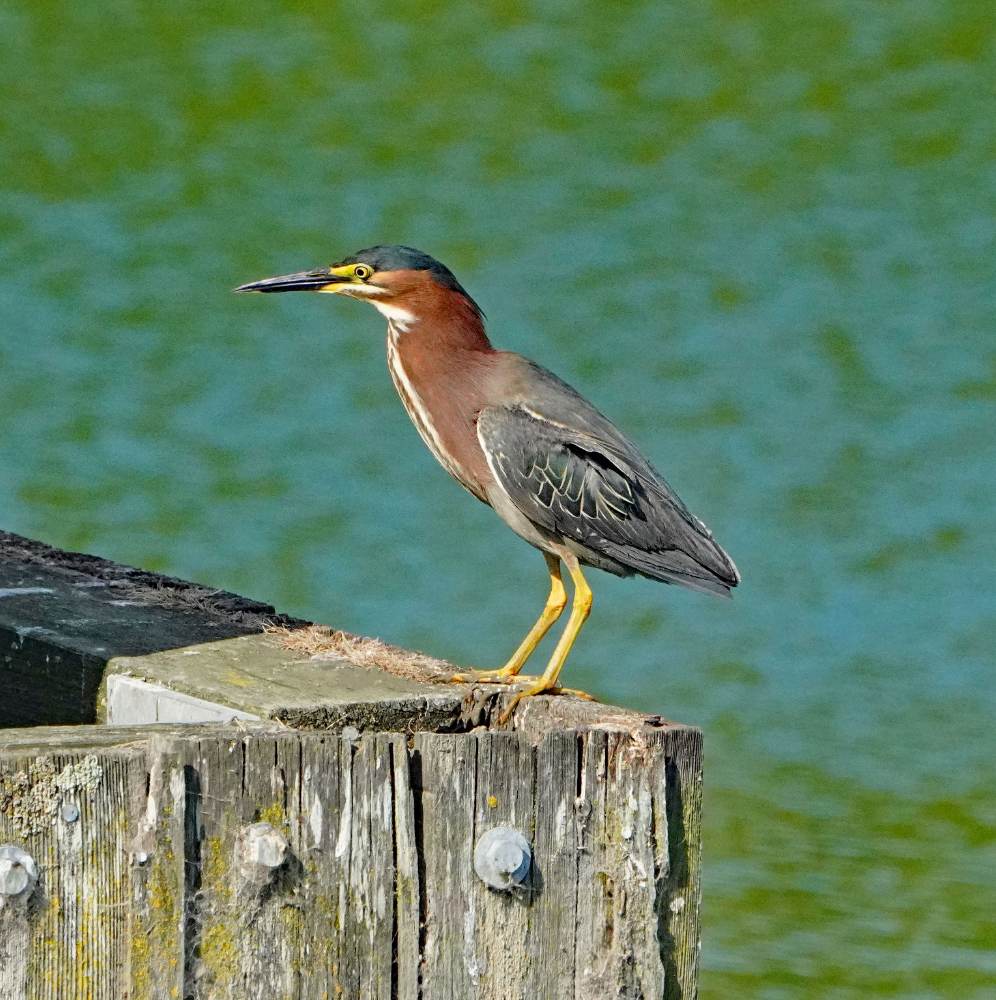 Great Egret – Las Gallinas – January 18, 2025