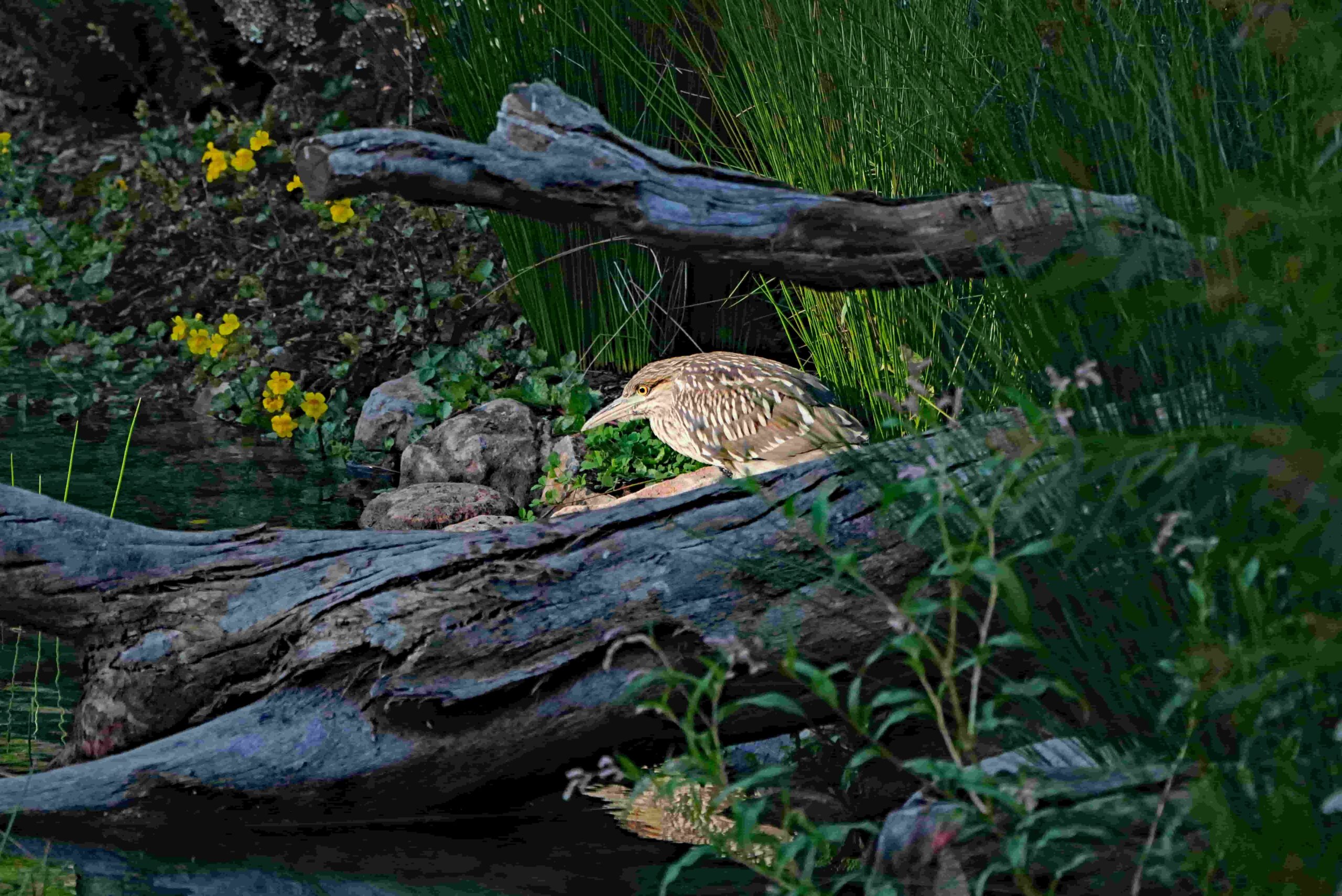 Black Crowned Night Heron (Juvenile)