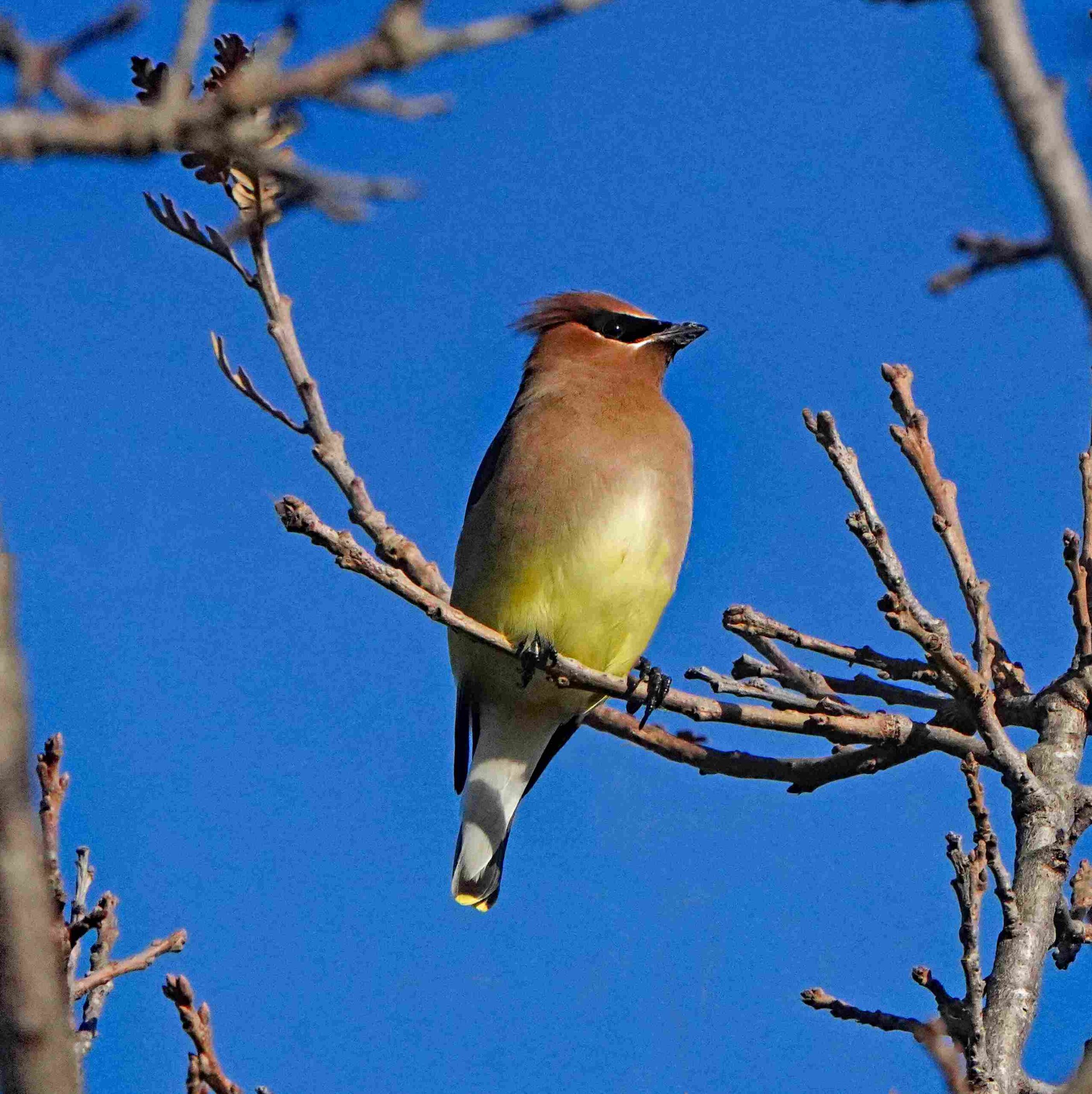 Cedar Waxwing
