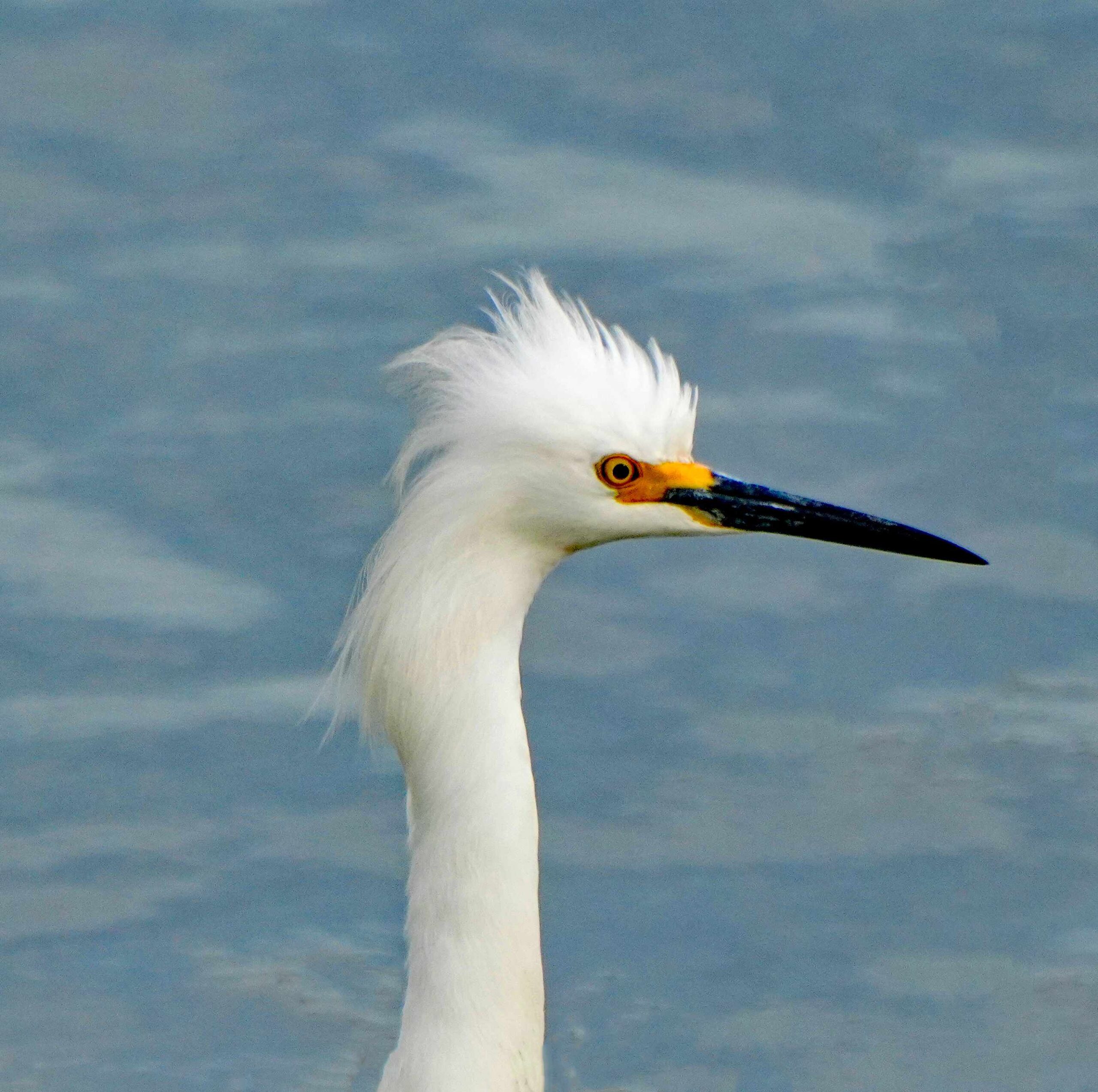 Snowy Egret