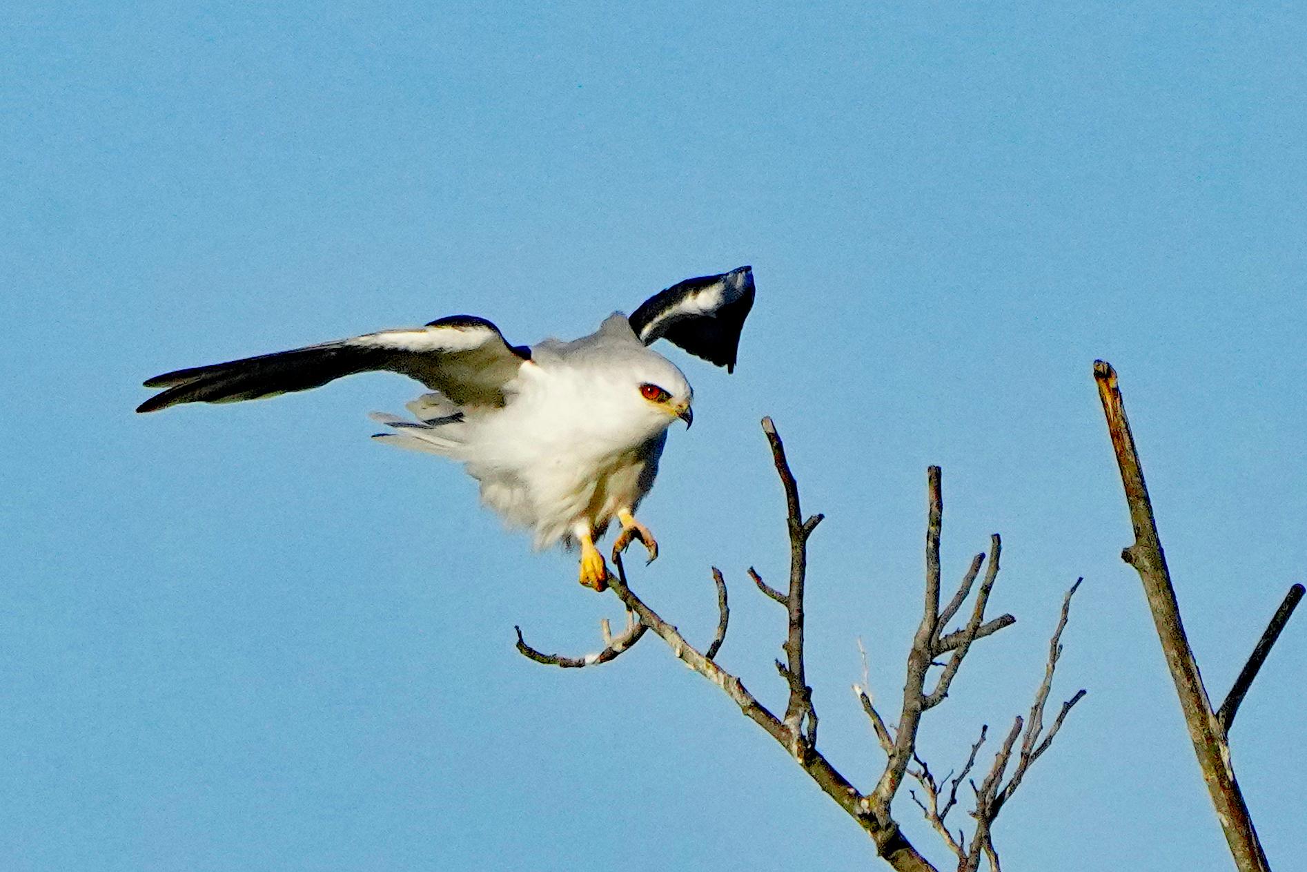 White-tailed Kite