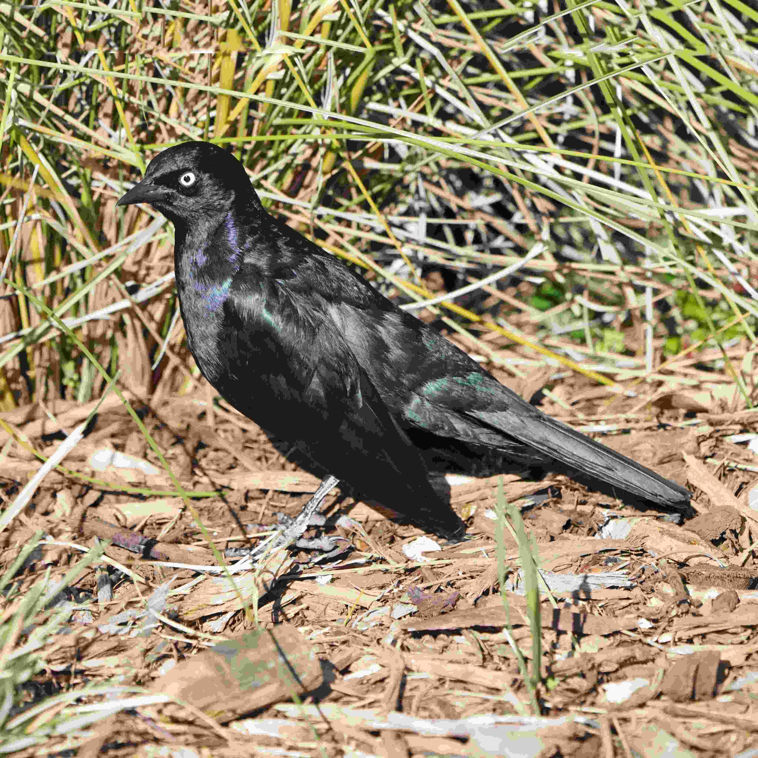 Brewer's Blackbird