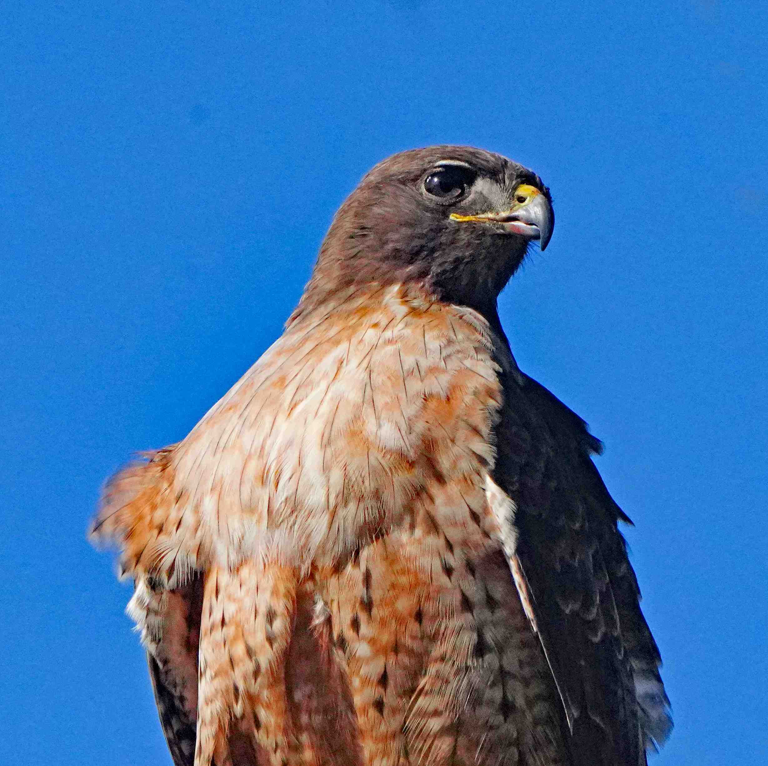 Red-tailed Hawk