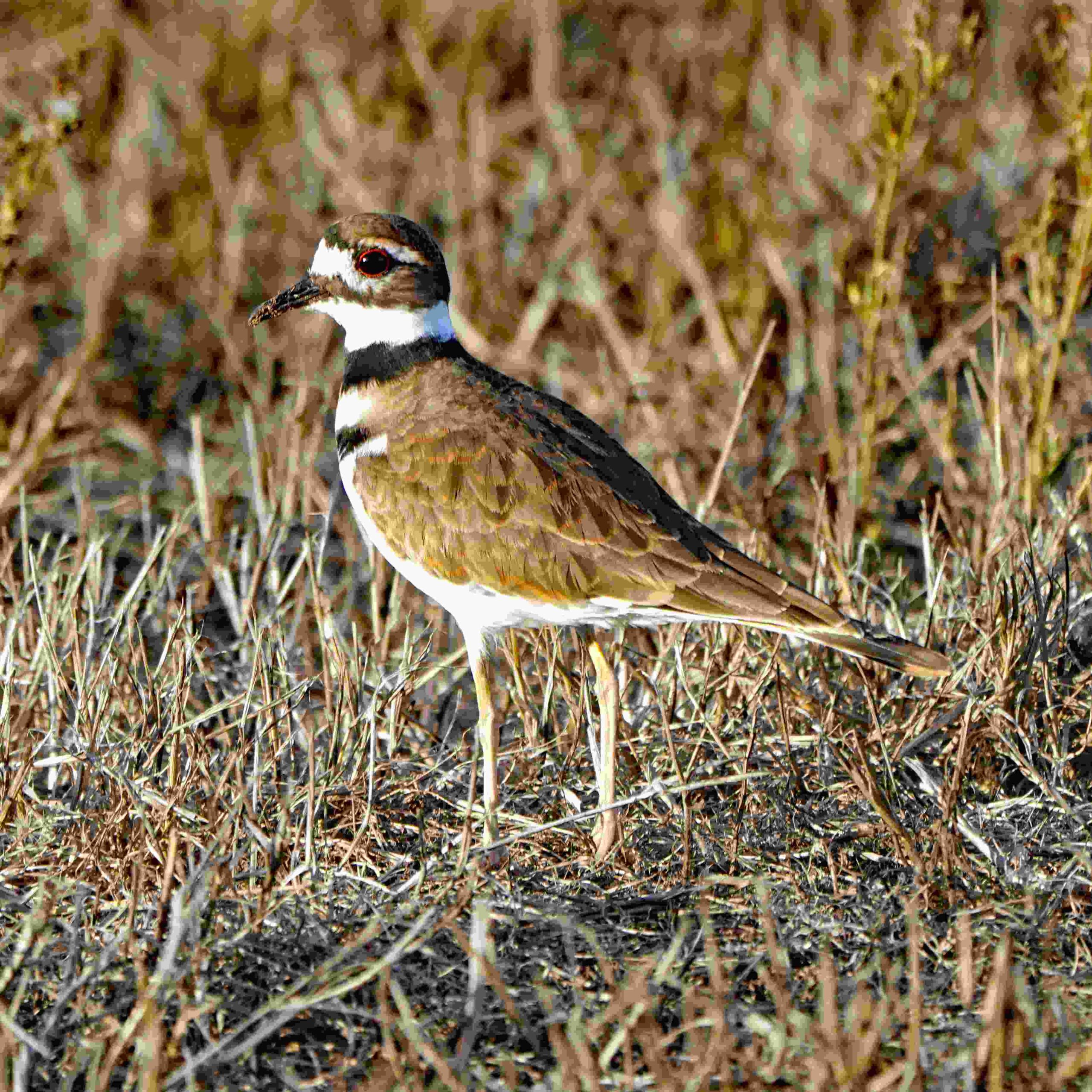Killdeer