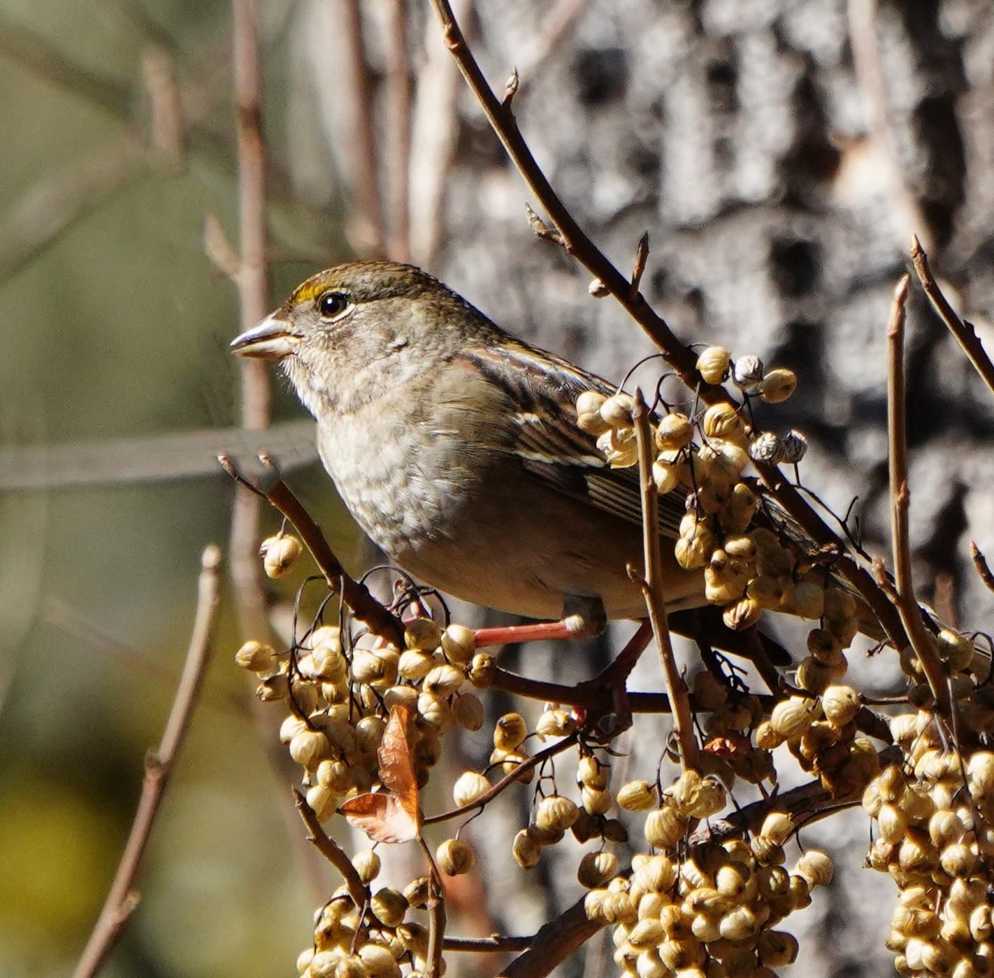 Golden-crowned Sparrow