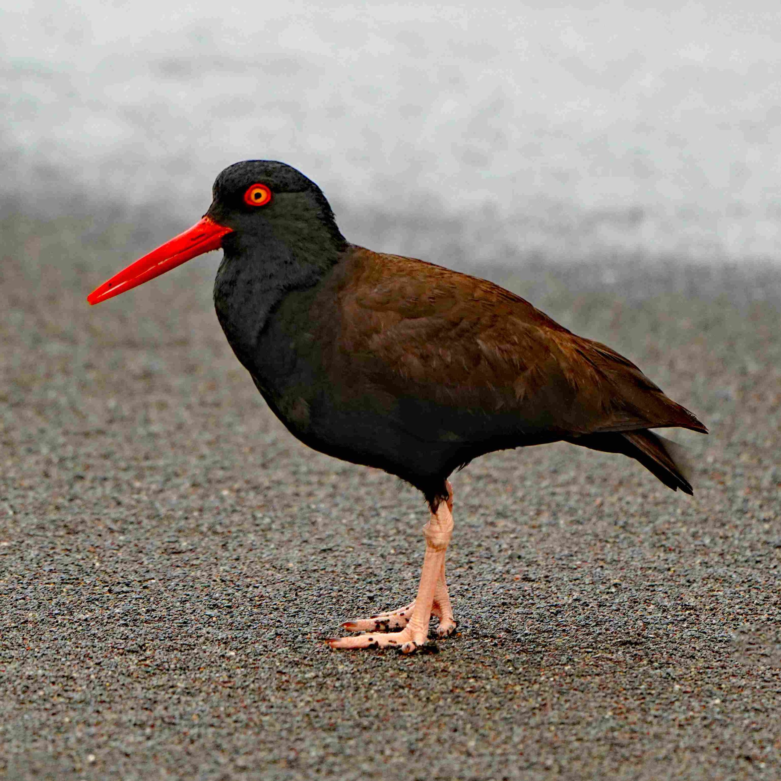 Black Oystercatcher