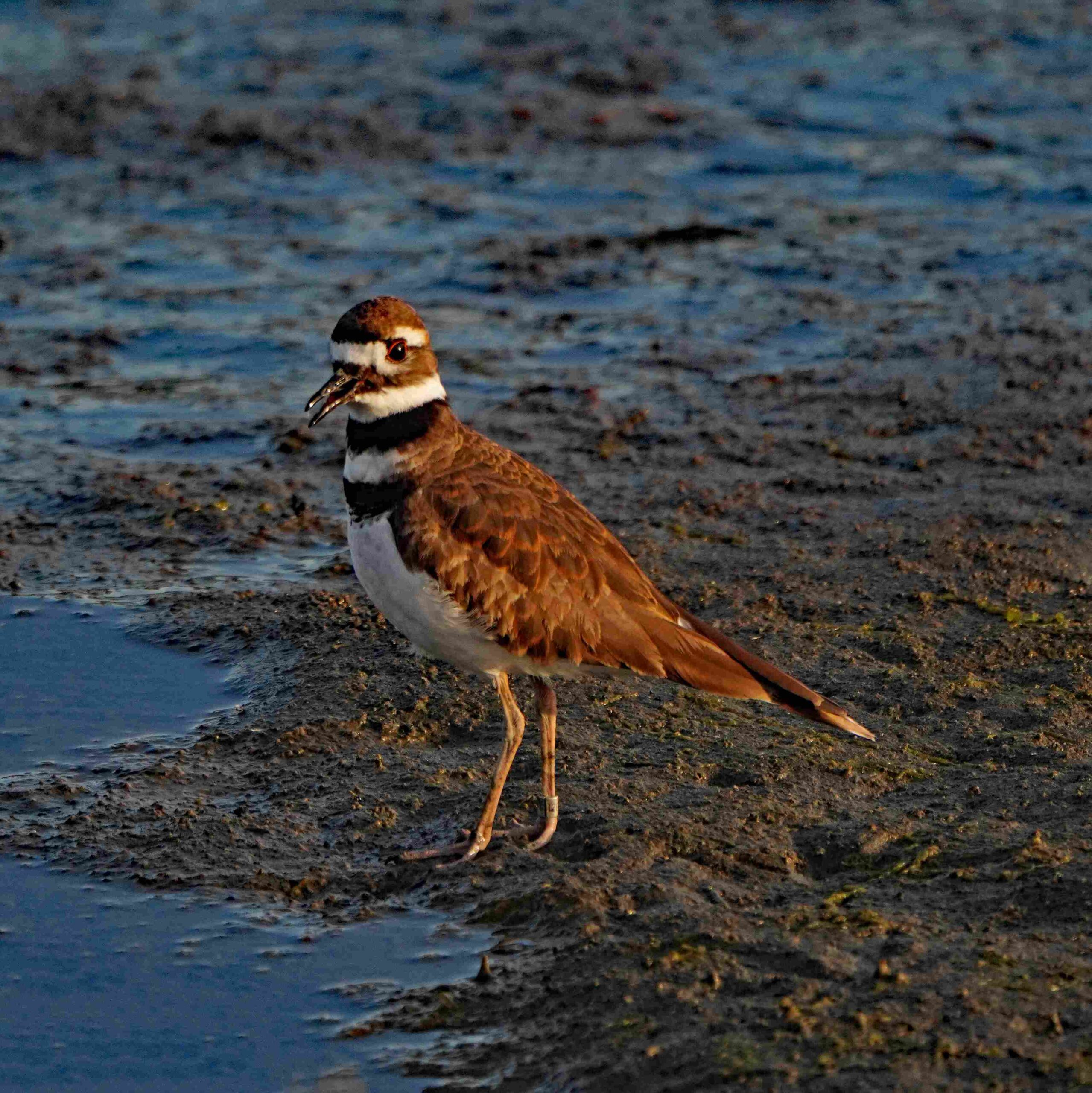 Killdeer