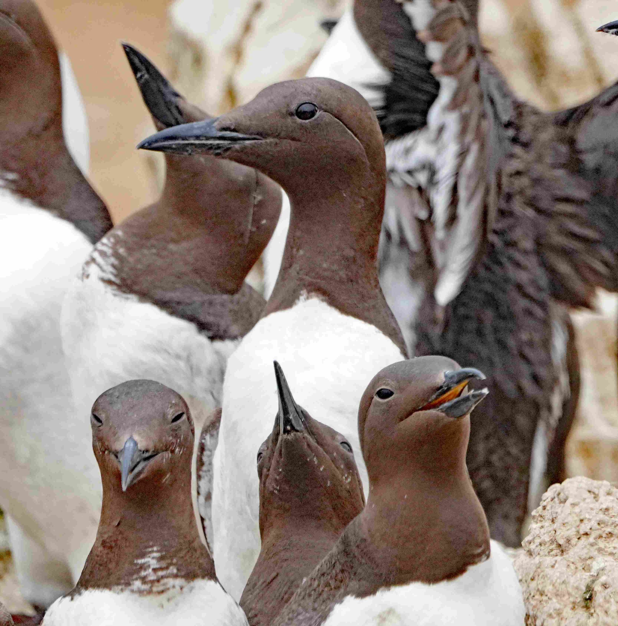 Common Murres
