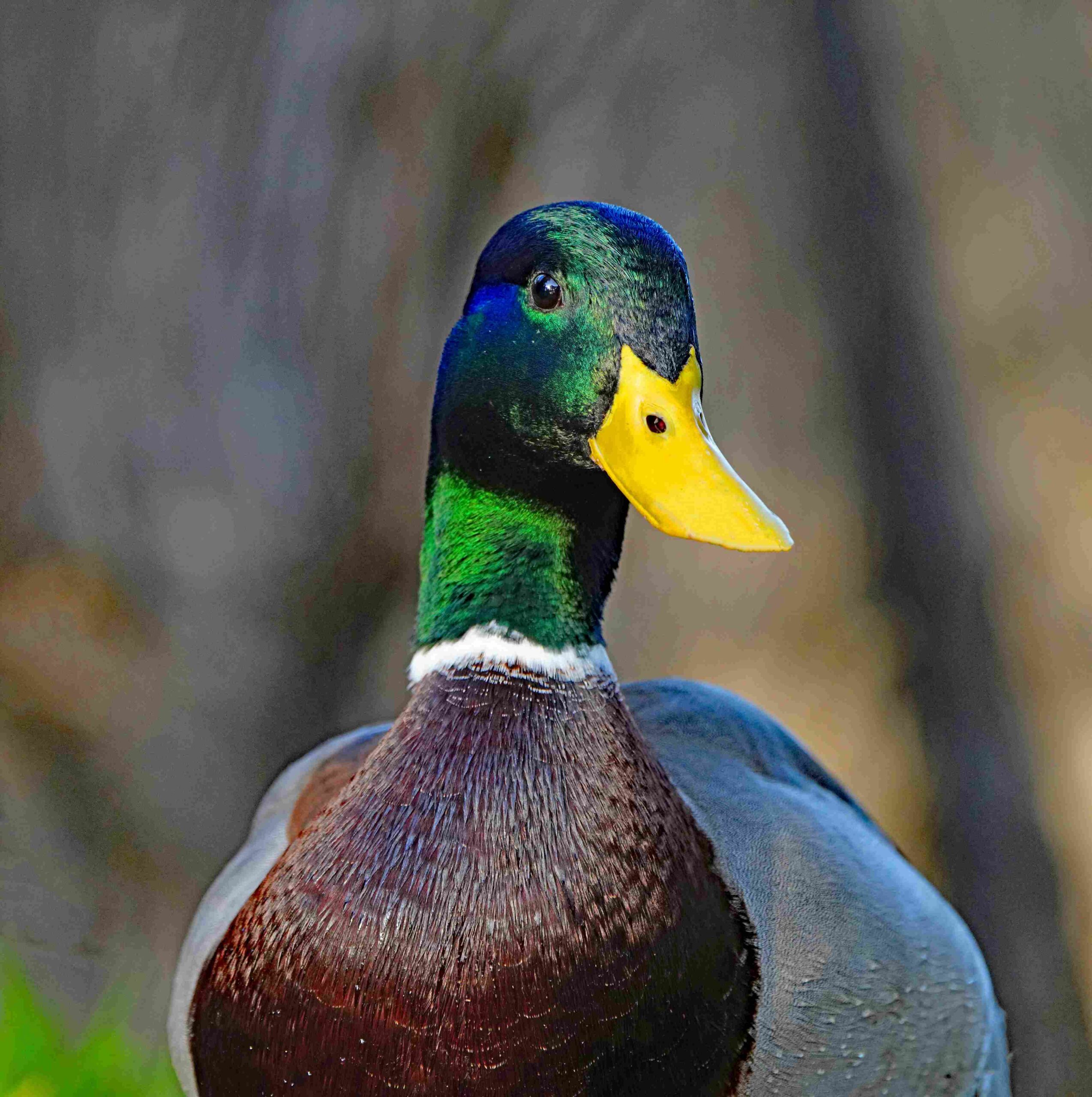 Mallard Duck