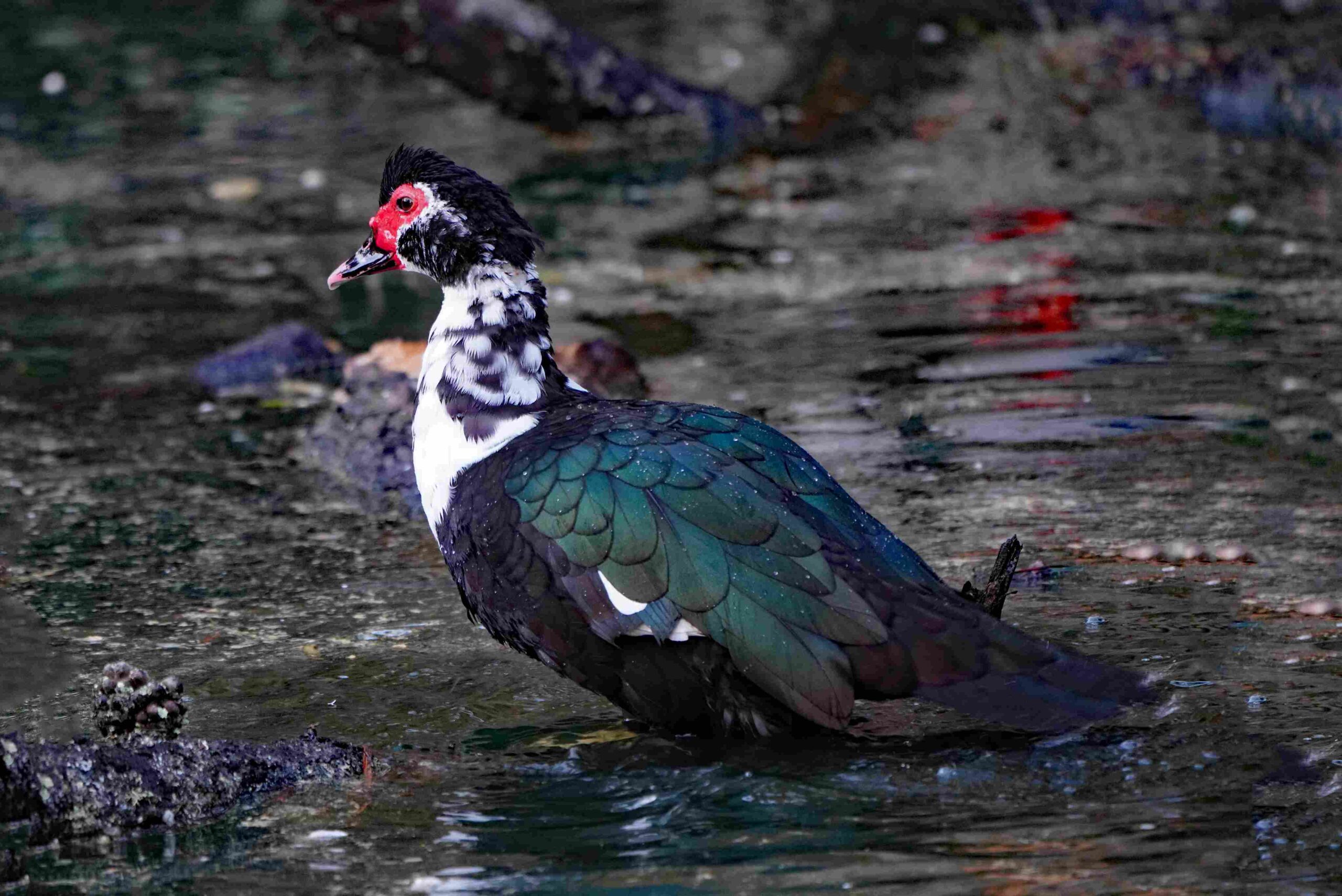 Muscovy Duck