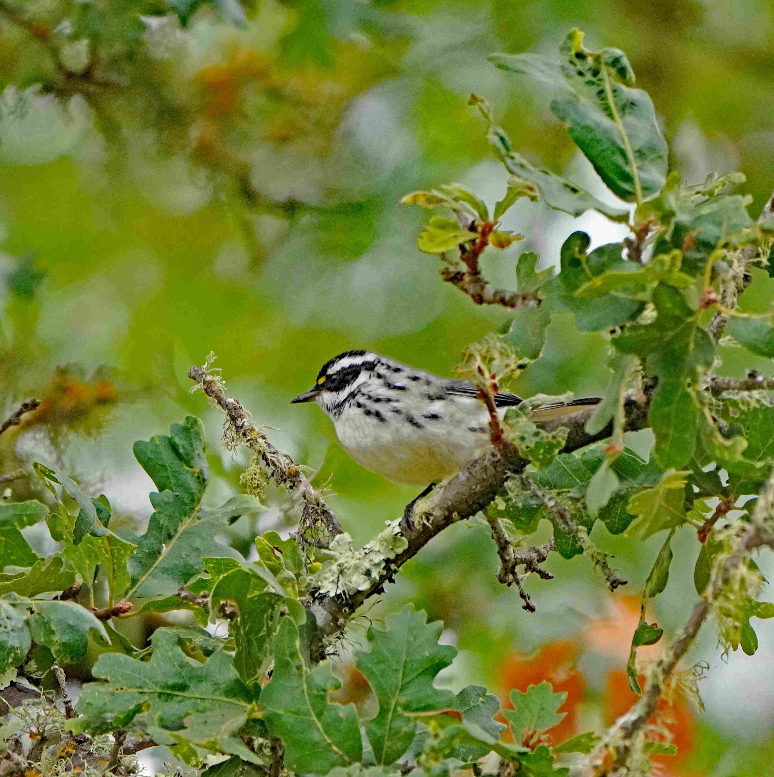 Black-throated Gray Warbler