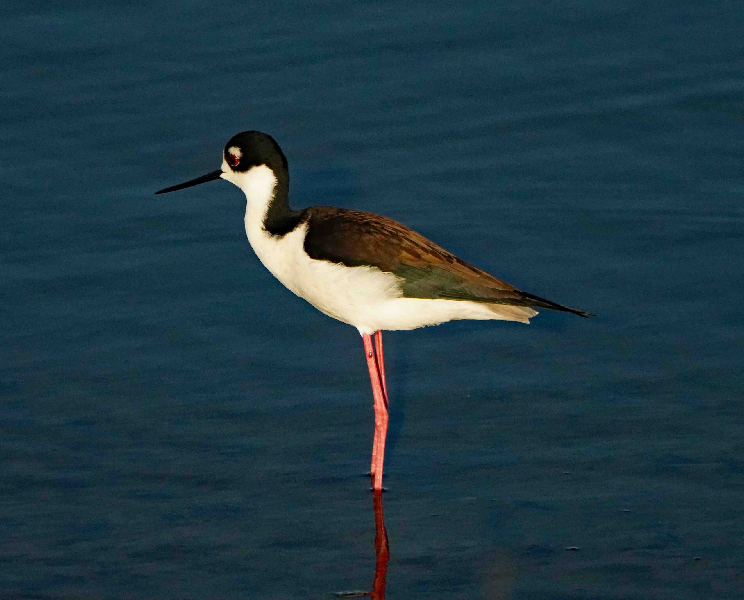 Black-necked Stilt