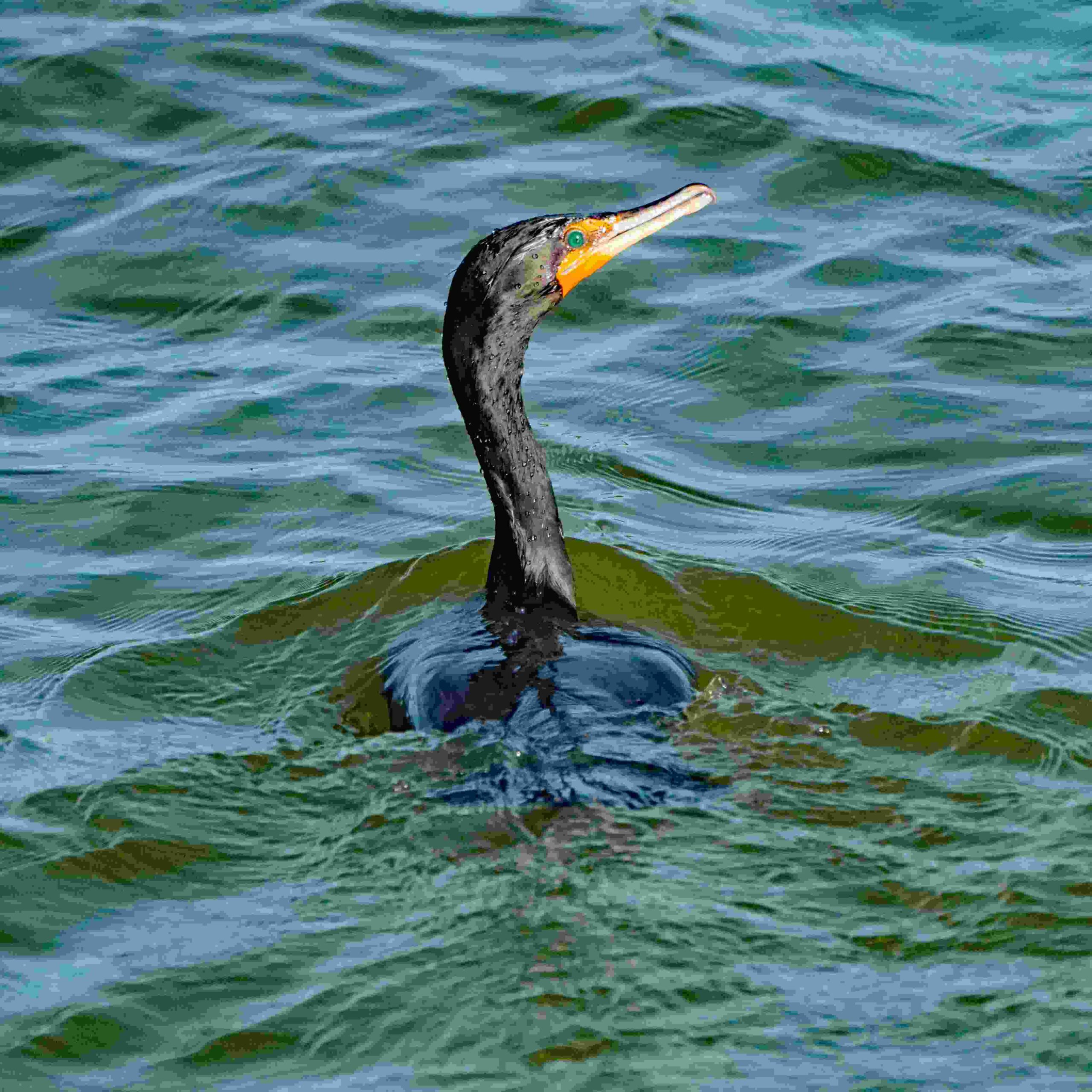 Double-crested Cormorant