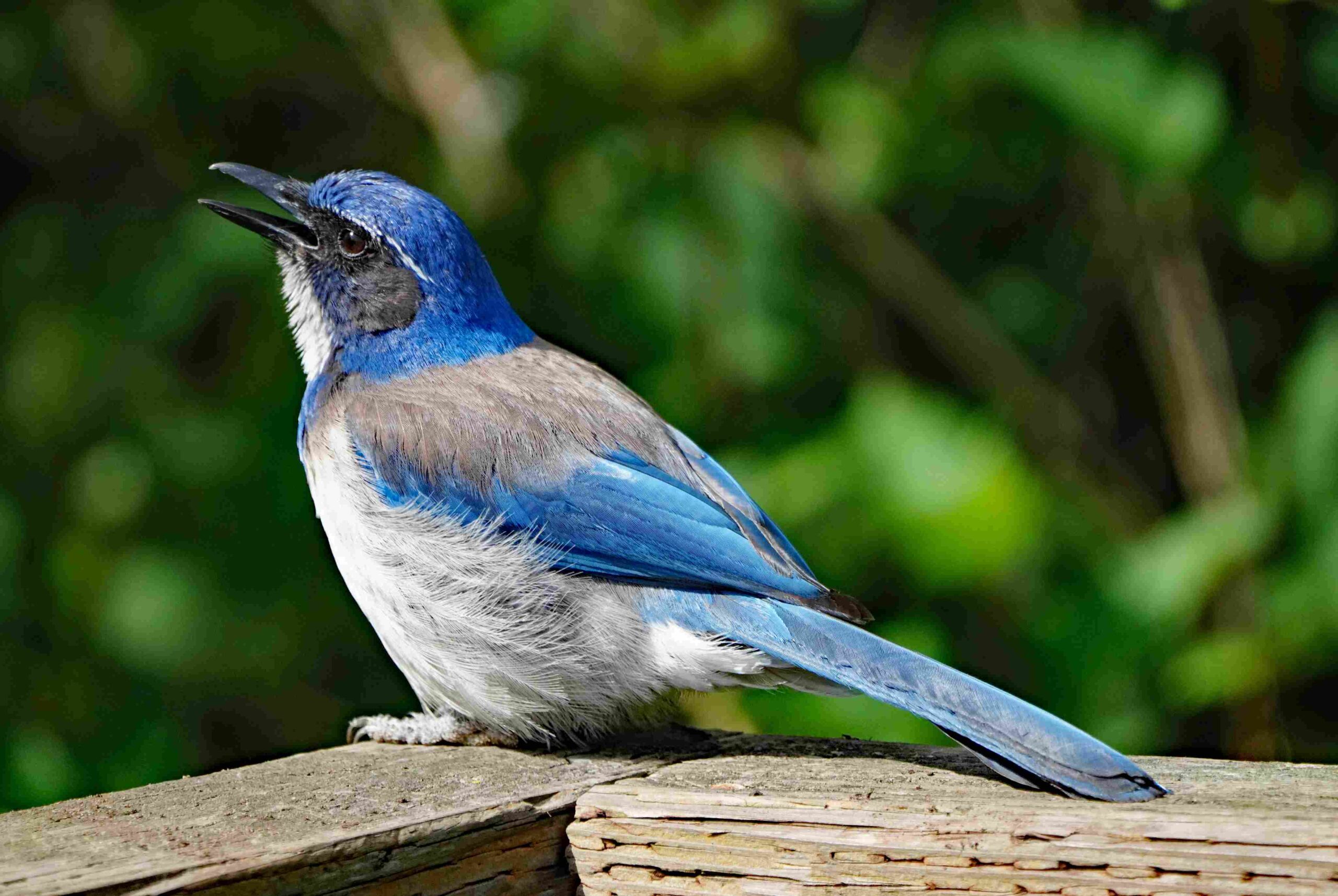 California Scrub Jay