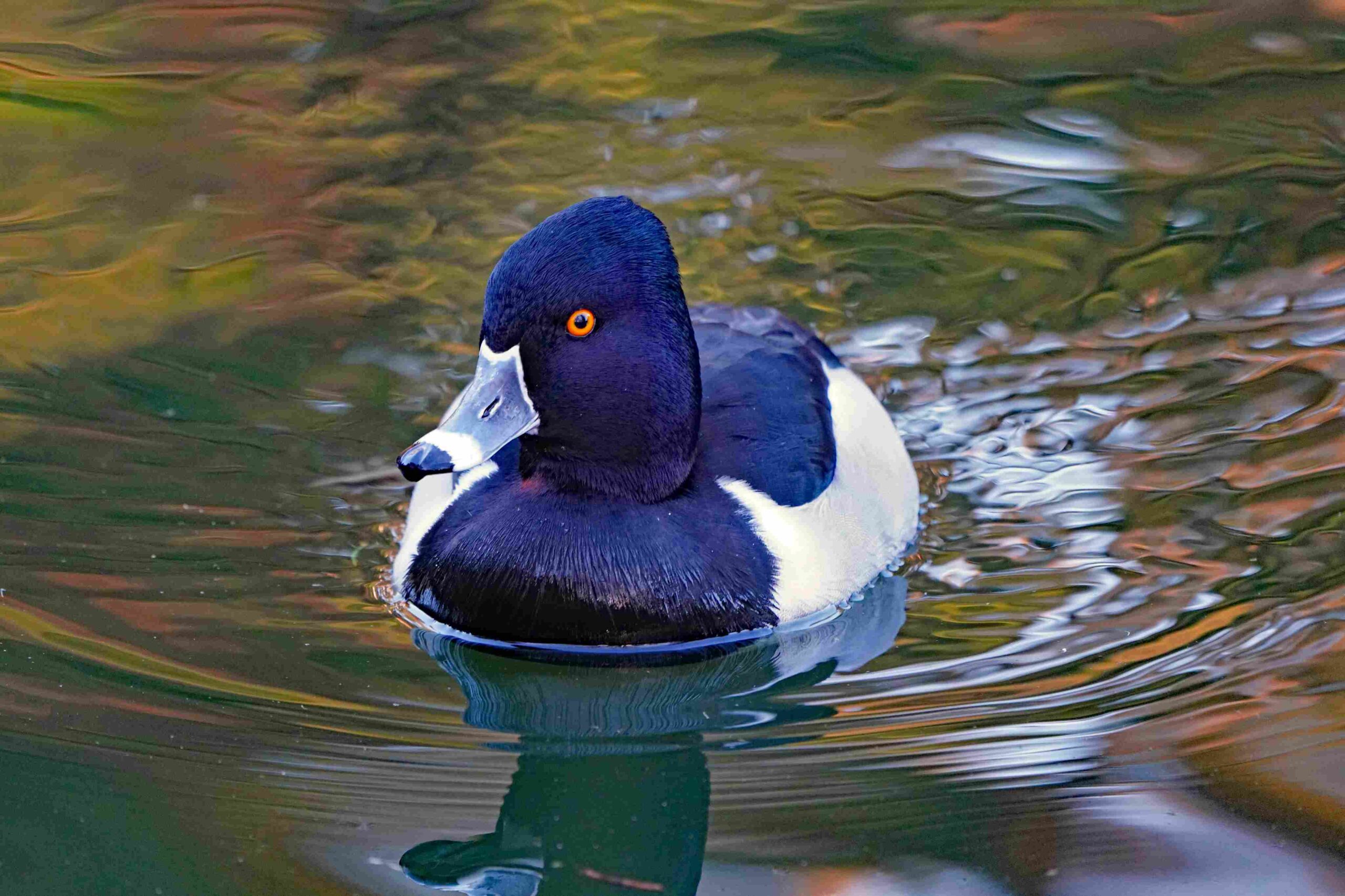 Ring-necked Duck