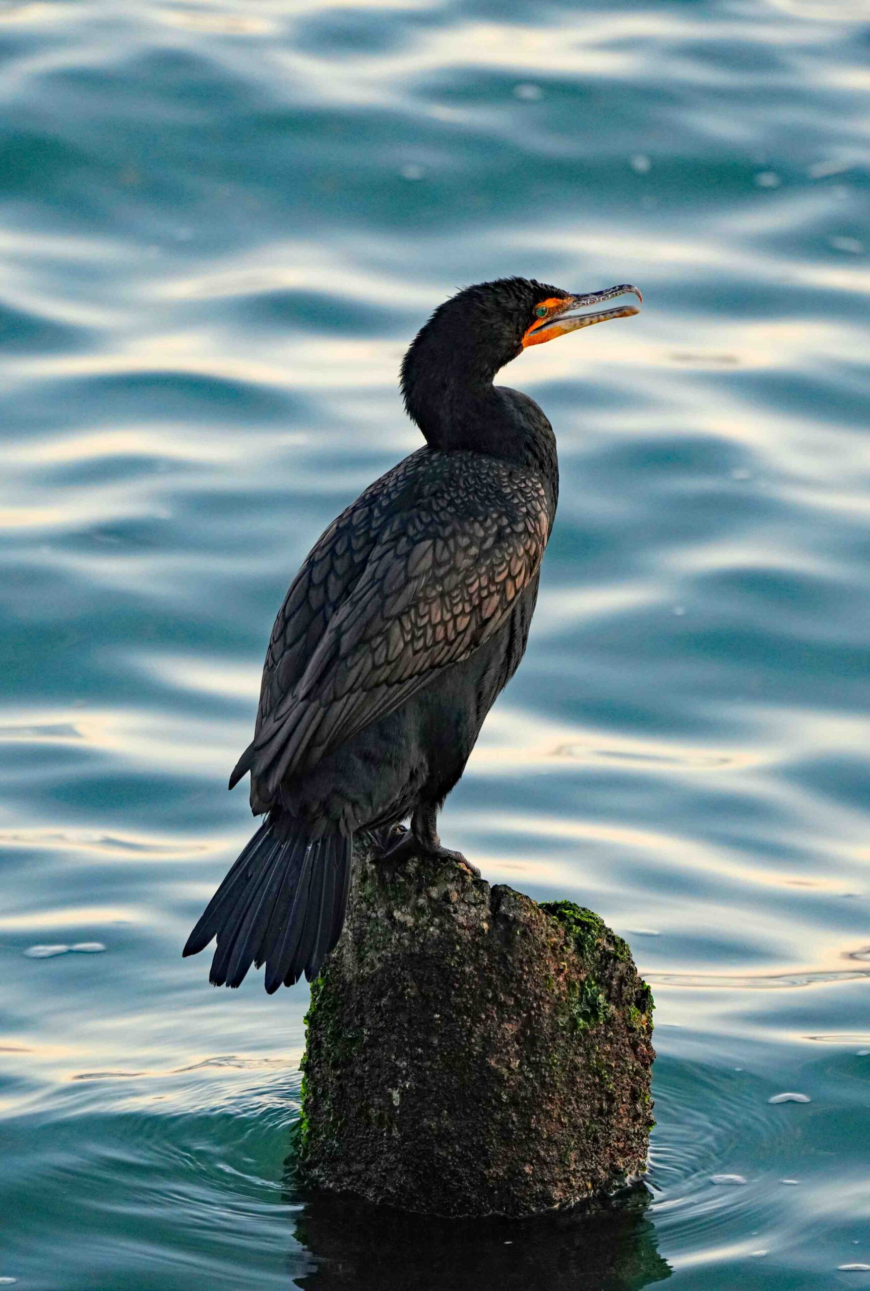 Double-crested Cormorant