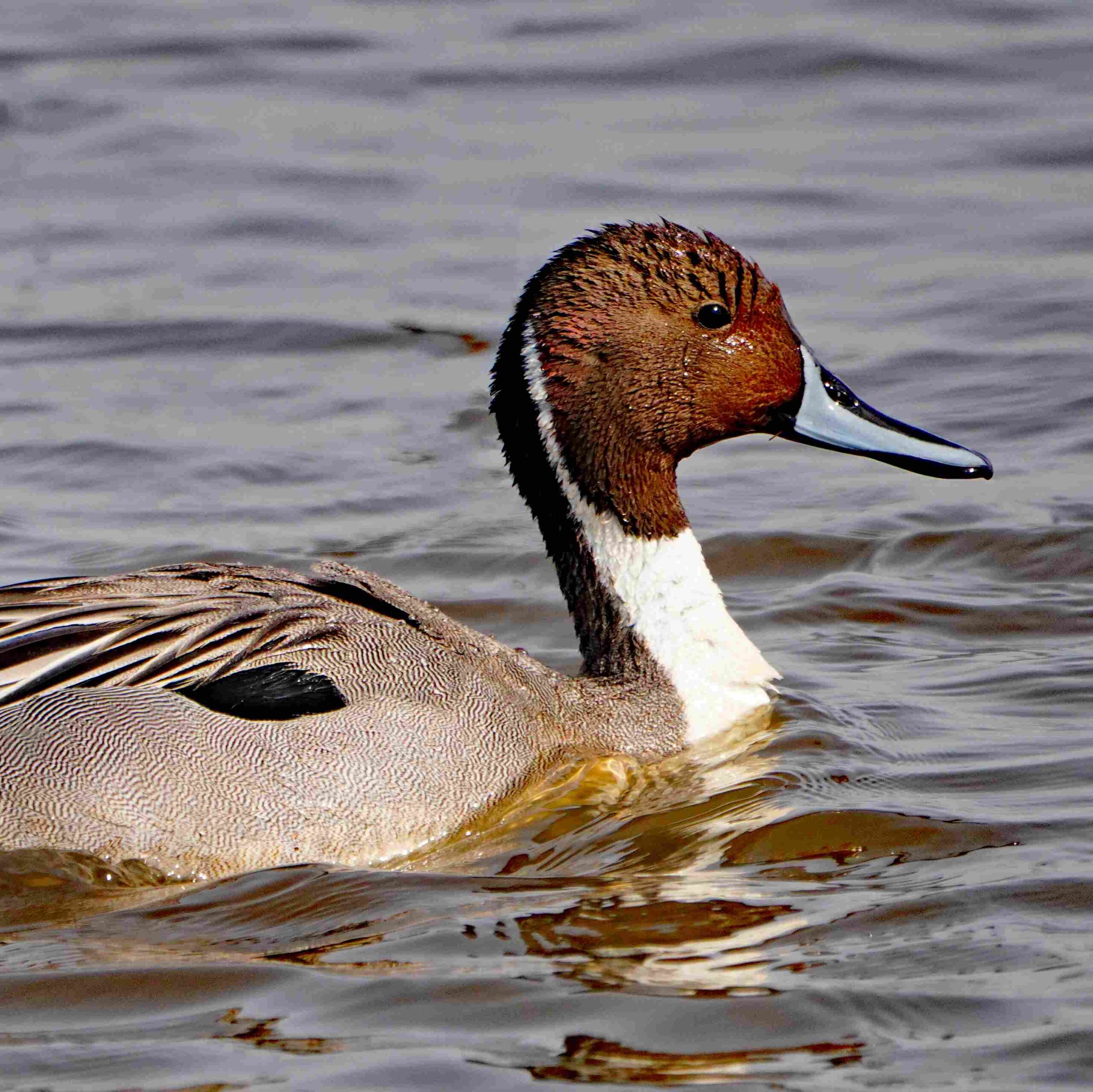 Pintail Duck
