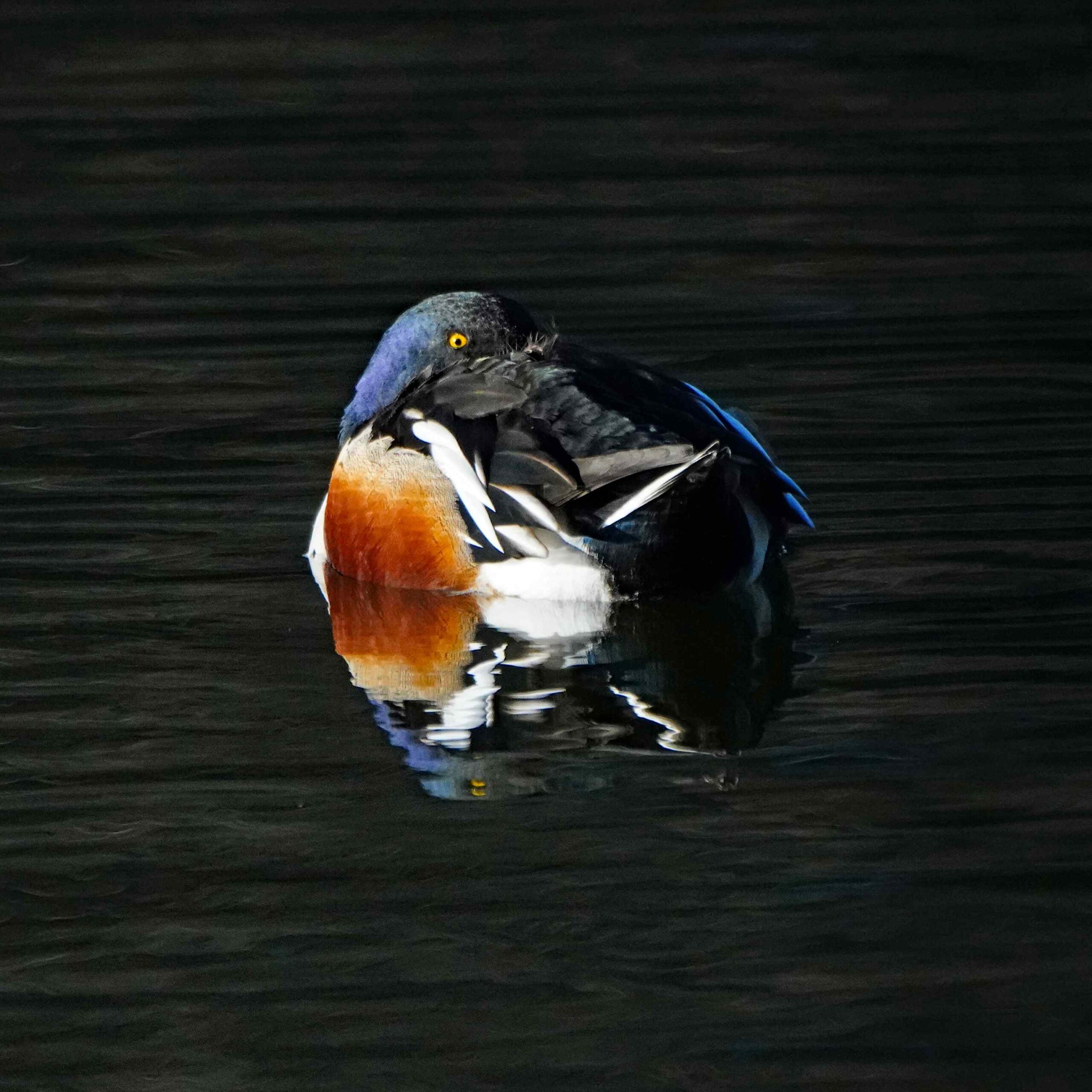Northern Shoveler
