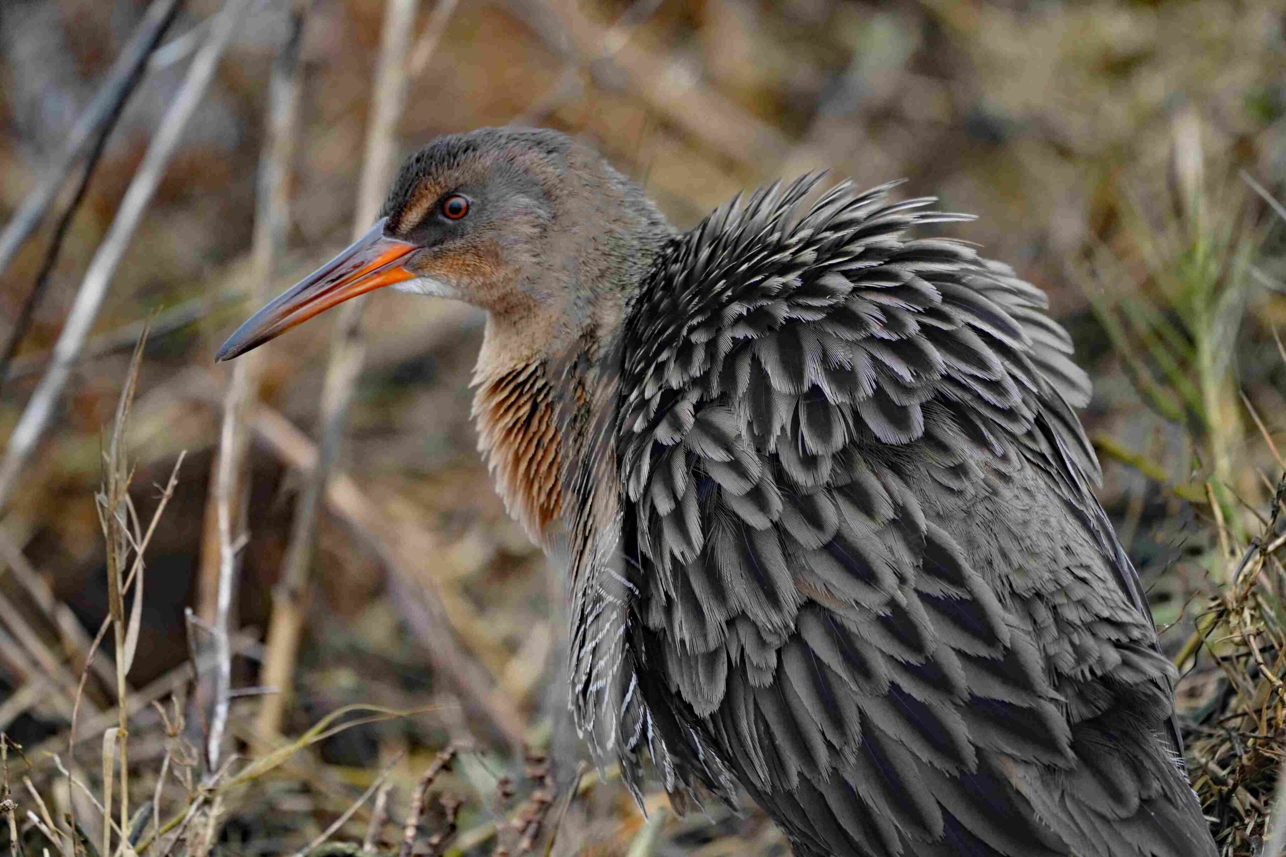 Ridgeway's Rail