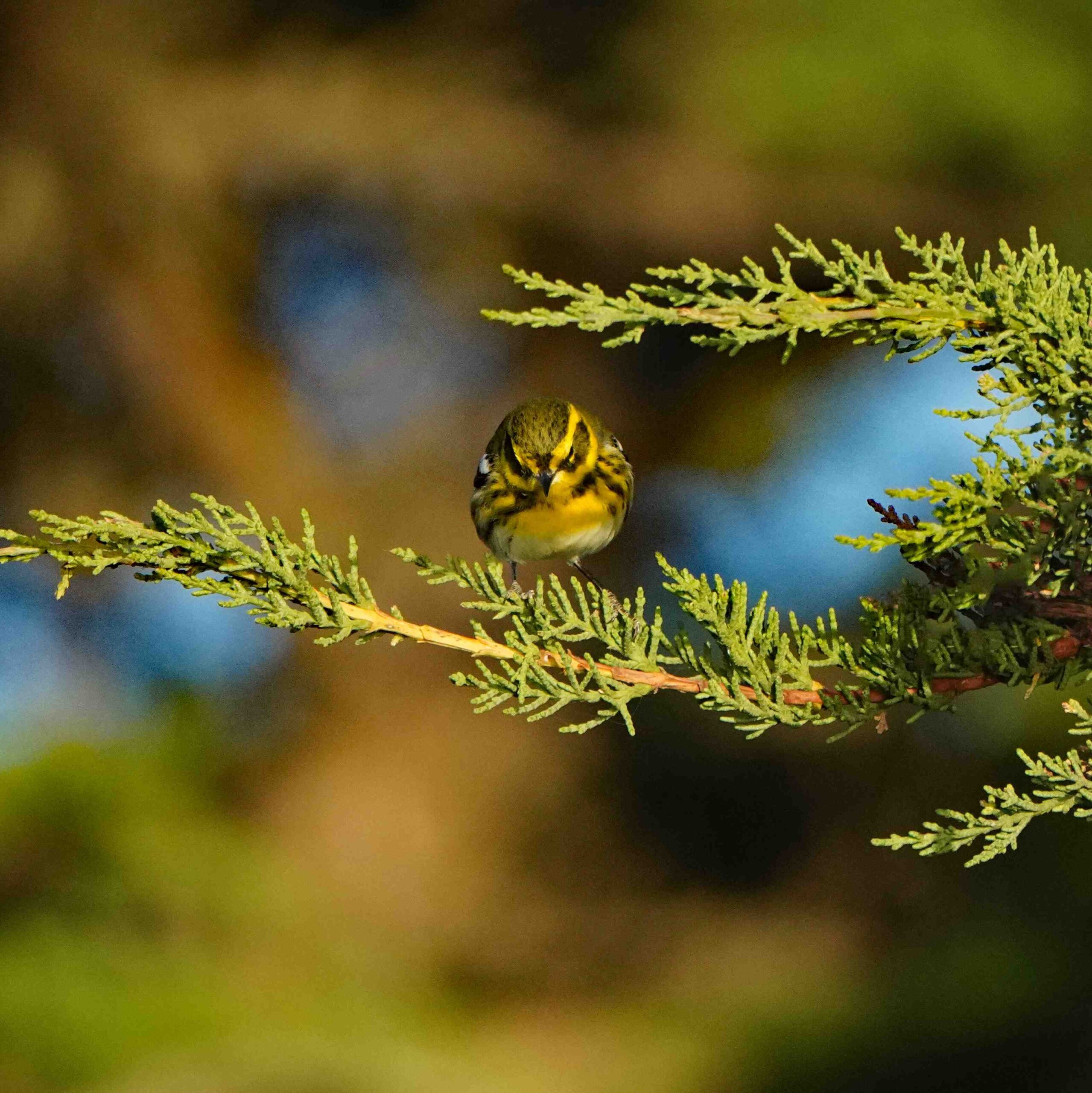 Townsend's Warbler