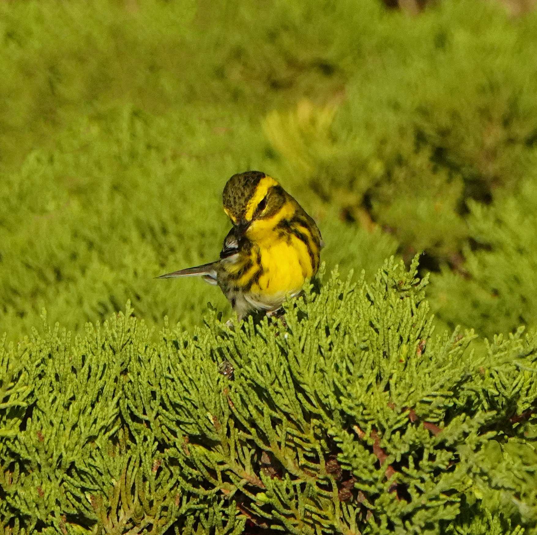 Townsend's Warbler