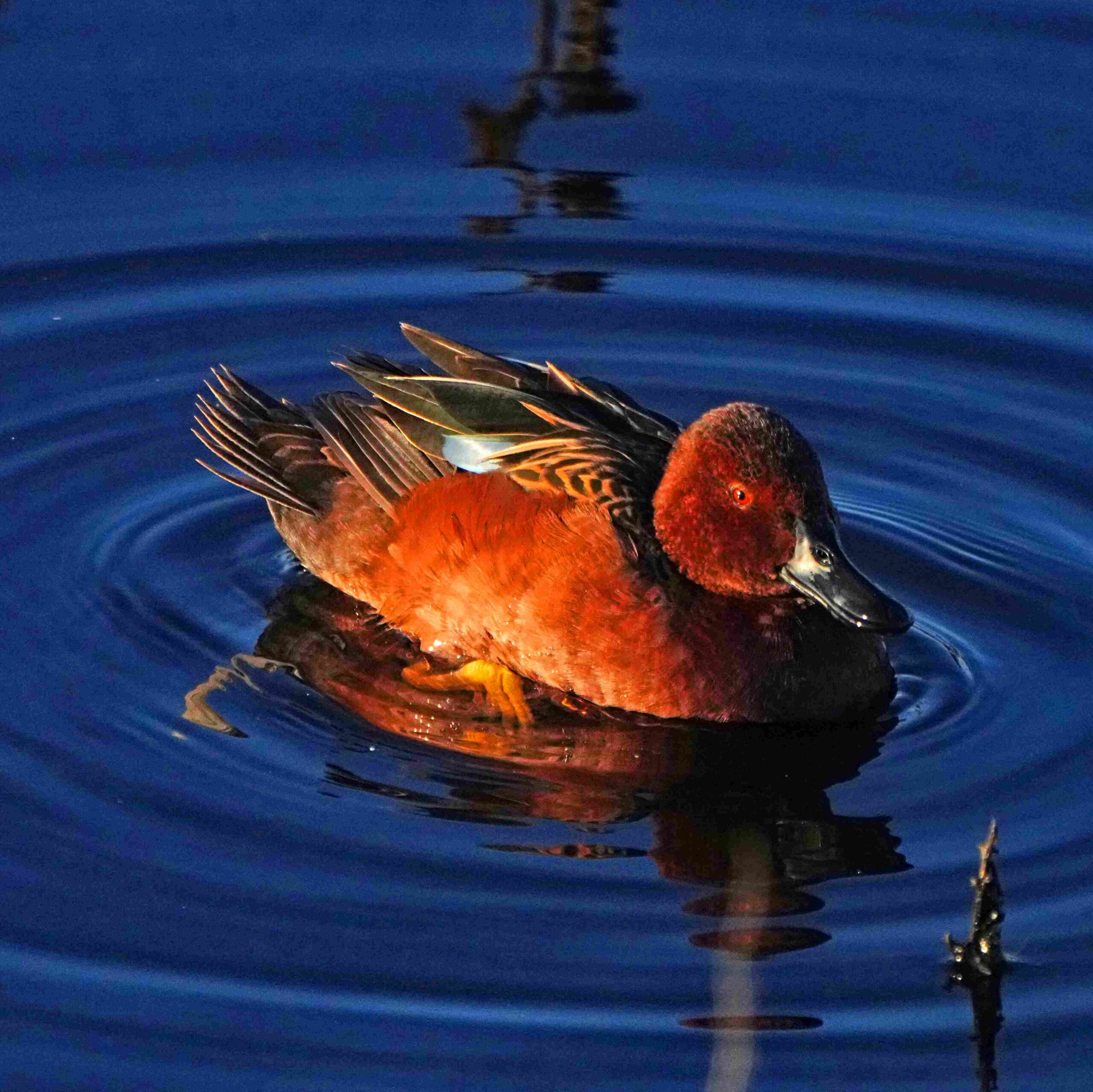 Cinnamon Teal