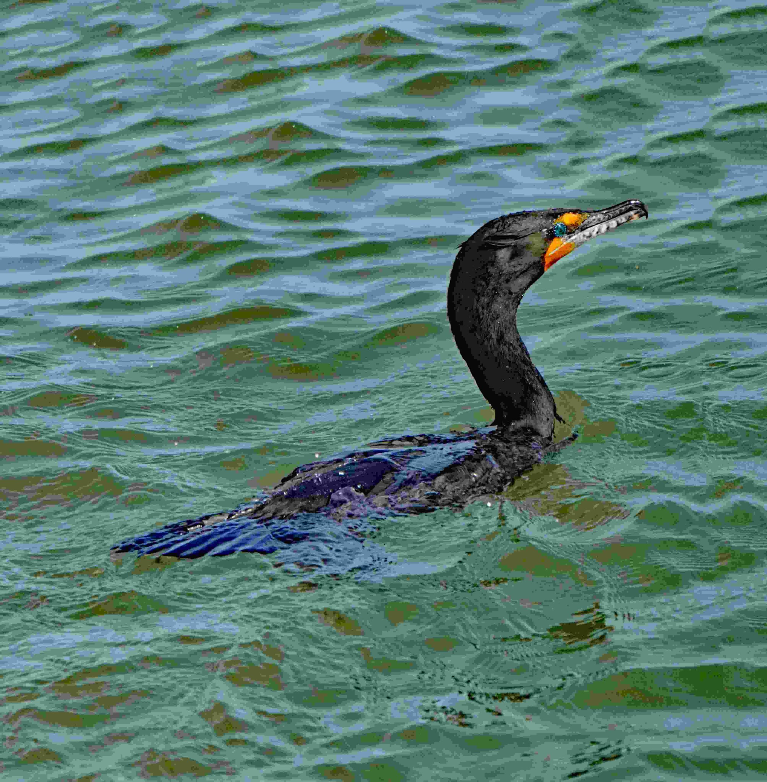 Double-crested Cormorant