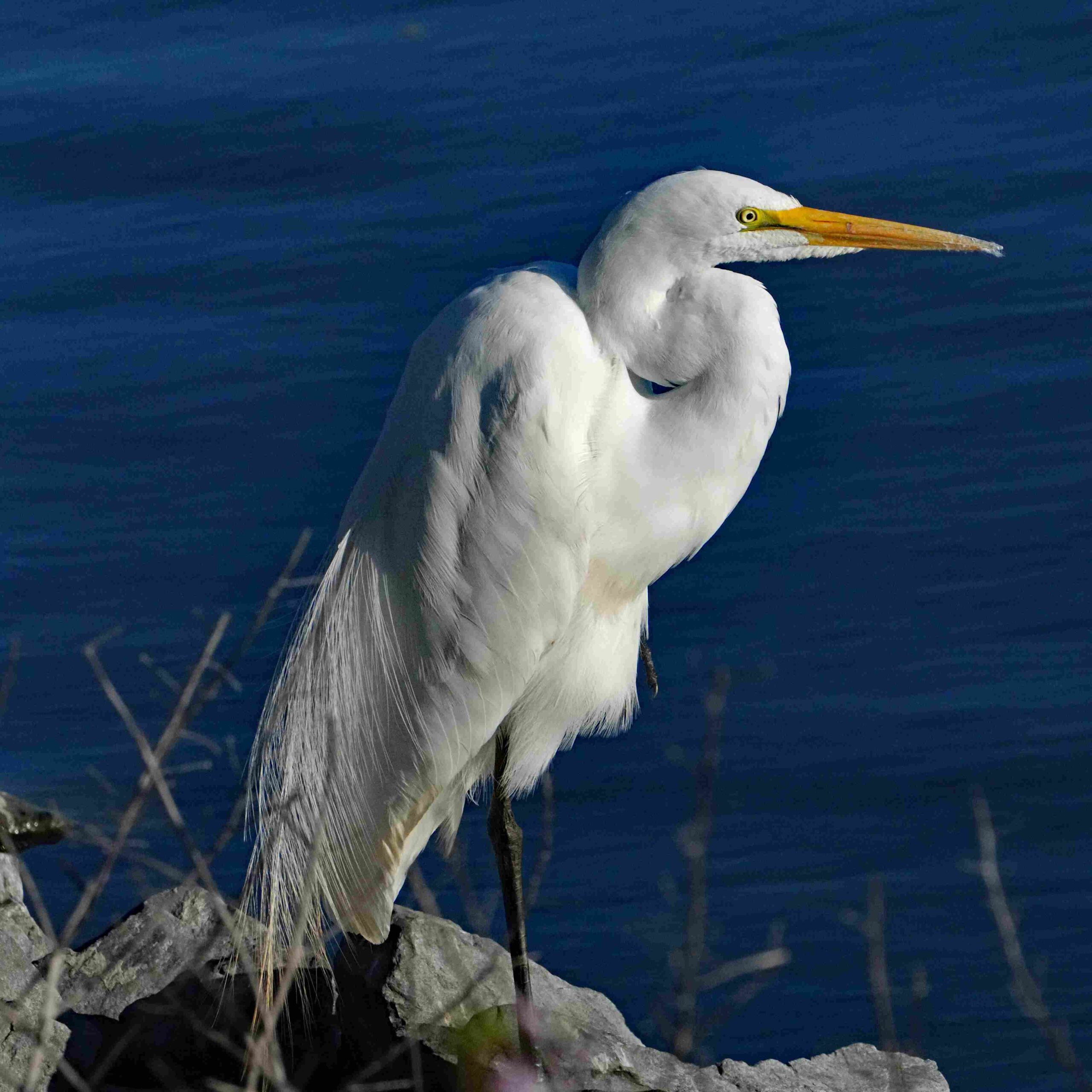 Great Egret