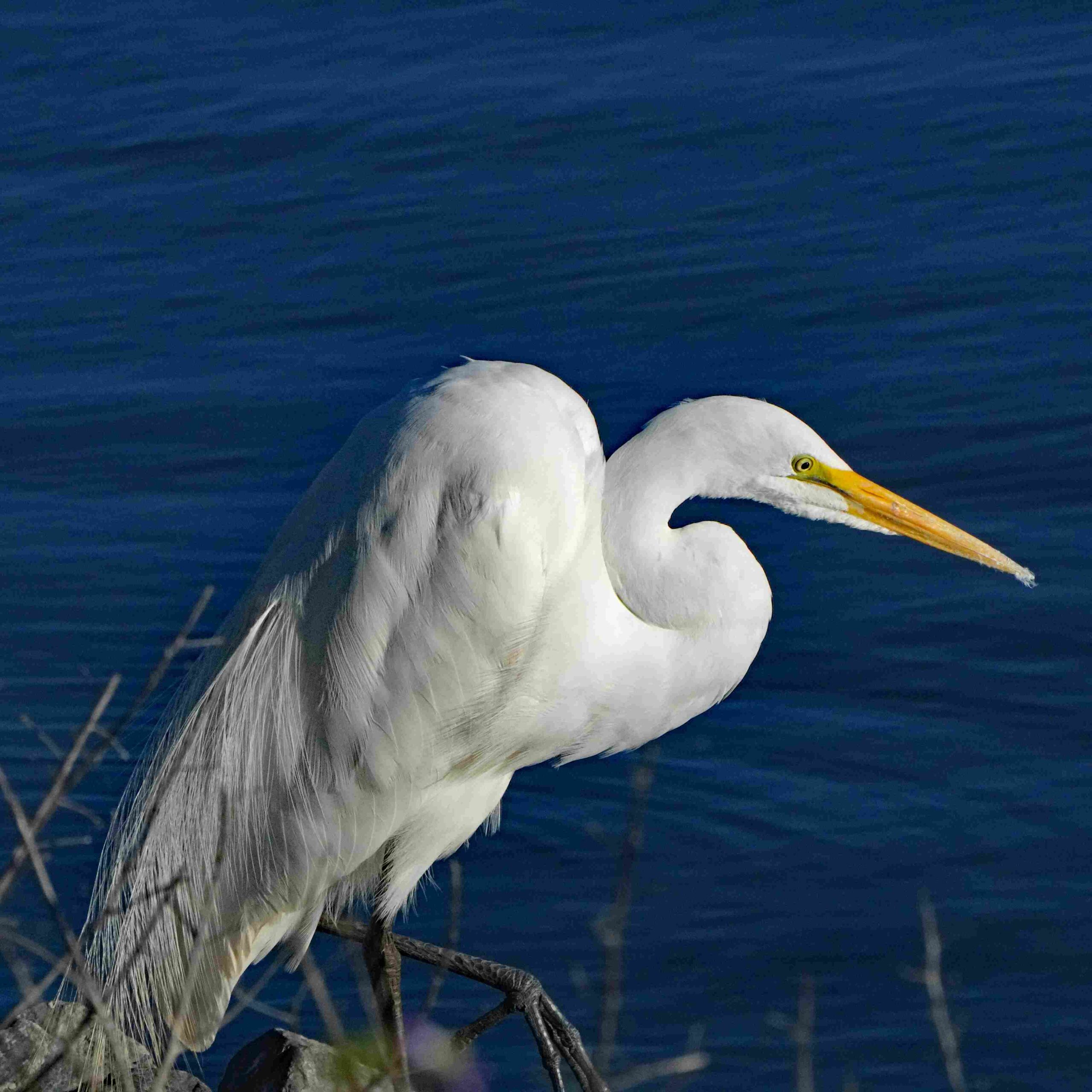 Great Egret