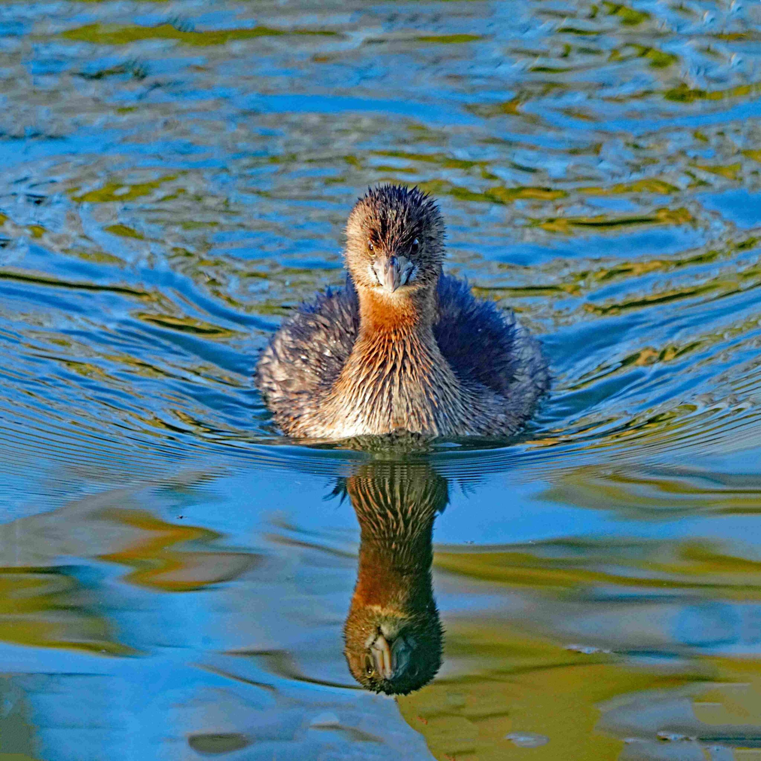 Pied-billed Grebe
