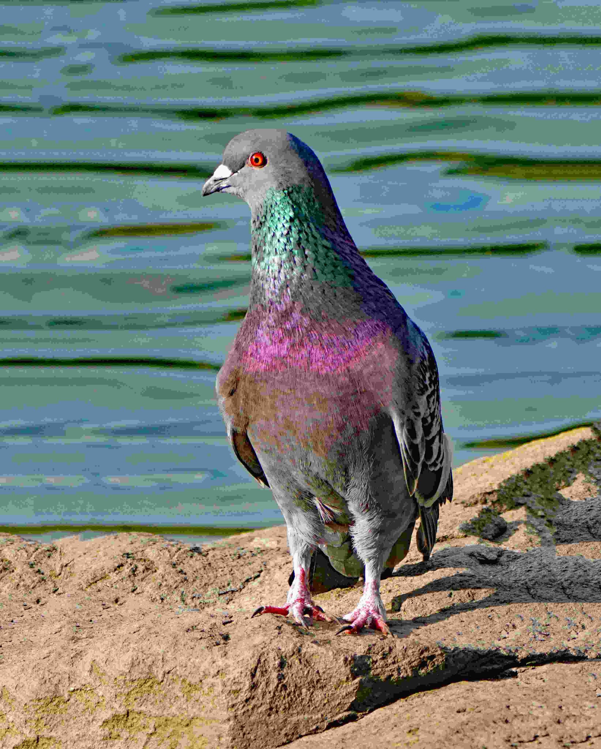 Rock Dove