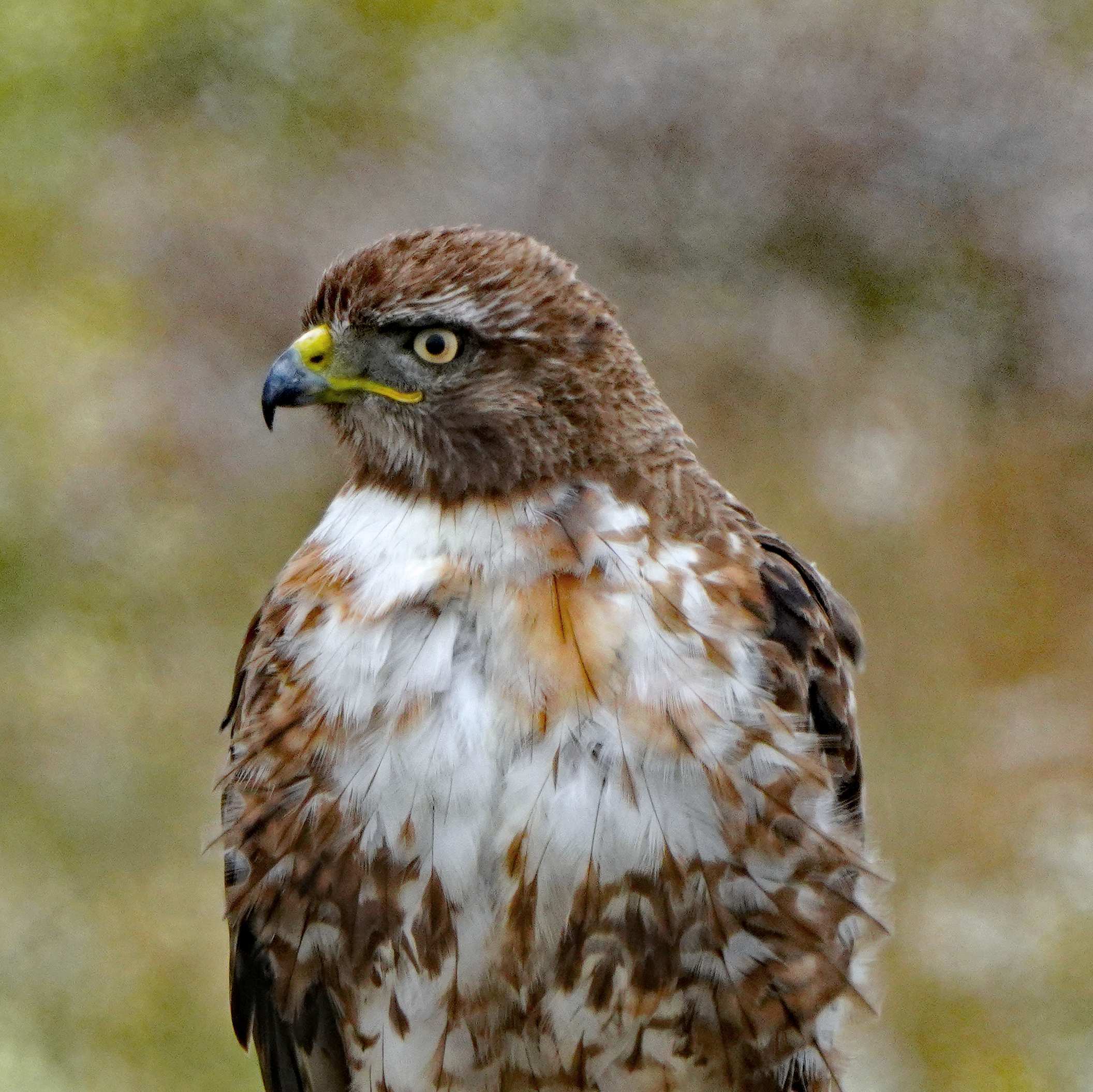 Red-tailed Hawk