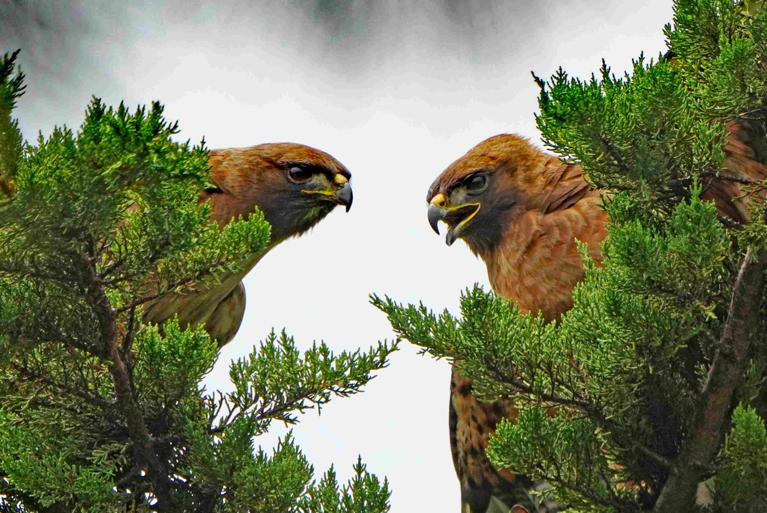 Red-tailed Hawks