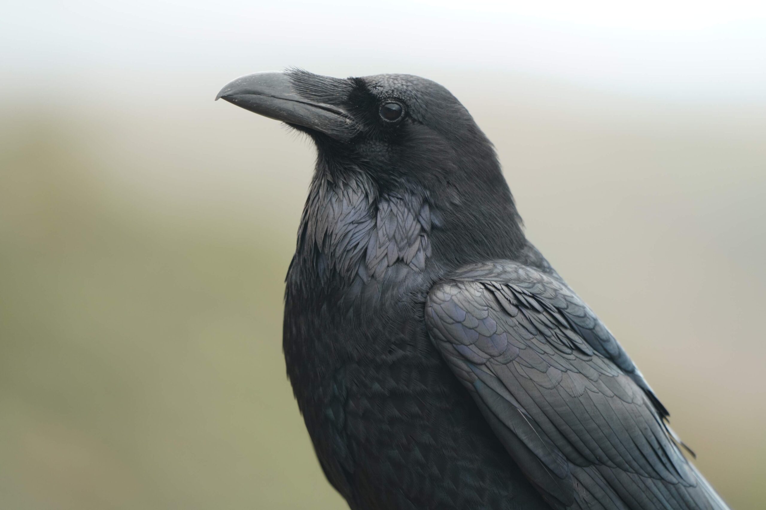 Common Raven