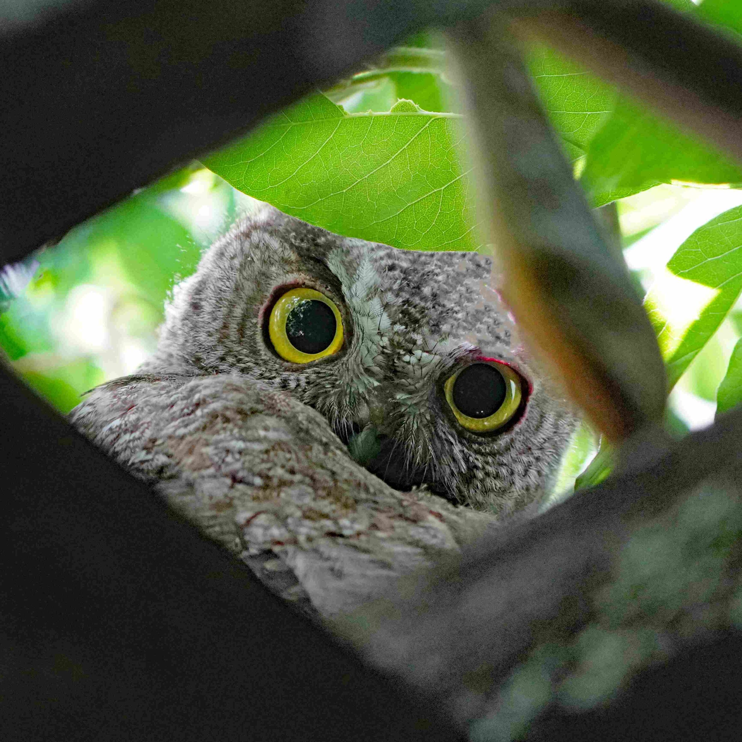 Screech Owl