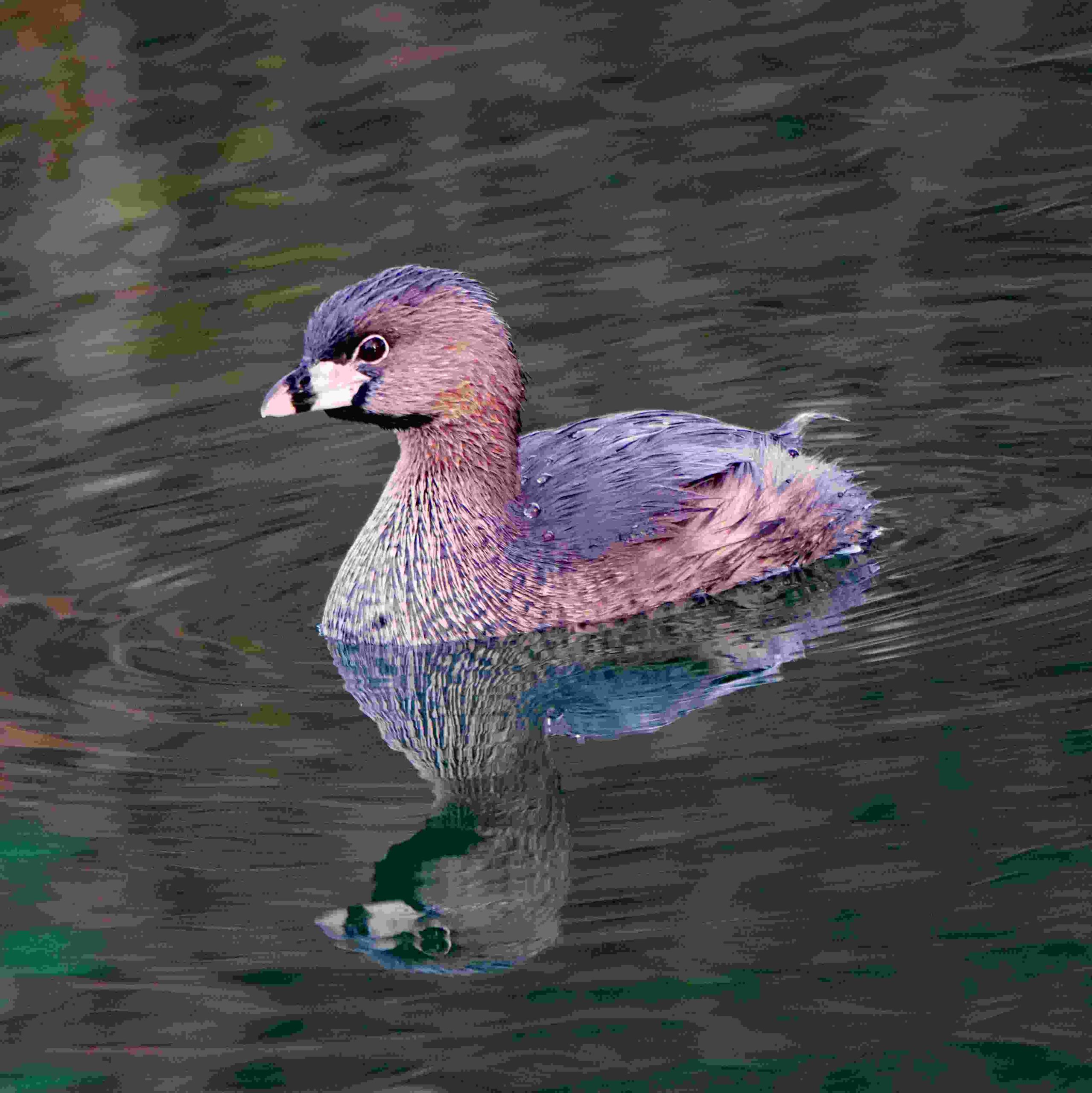 Pied-billed Grebe