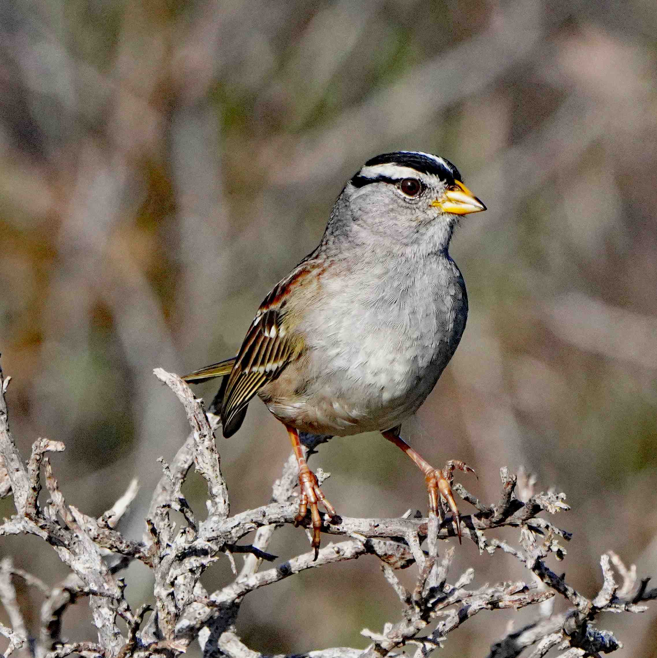 White-crowned Sparrow