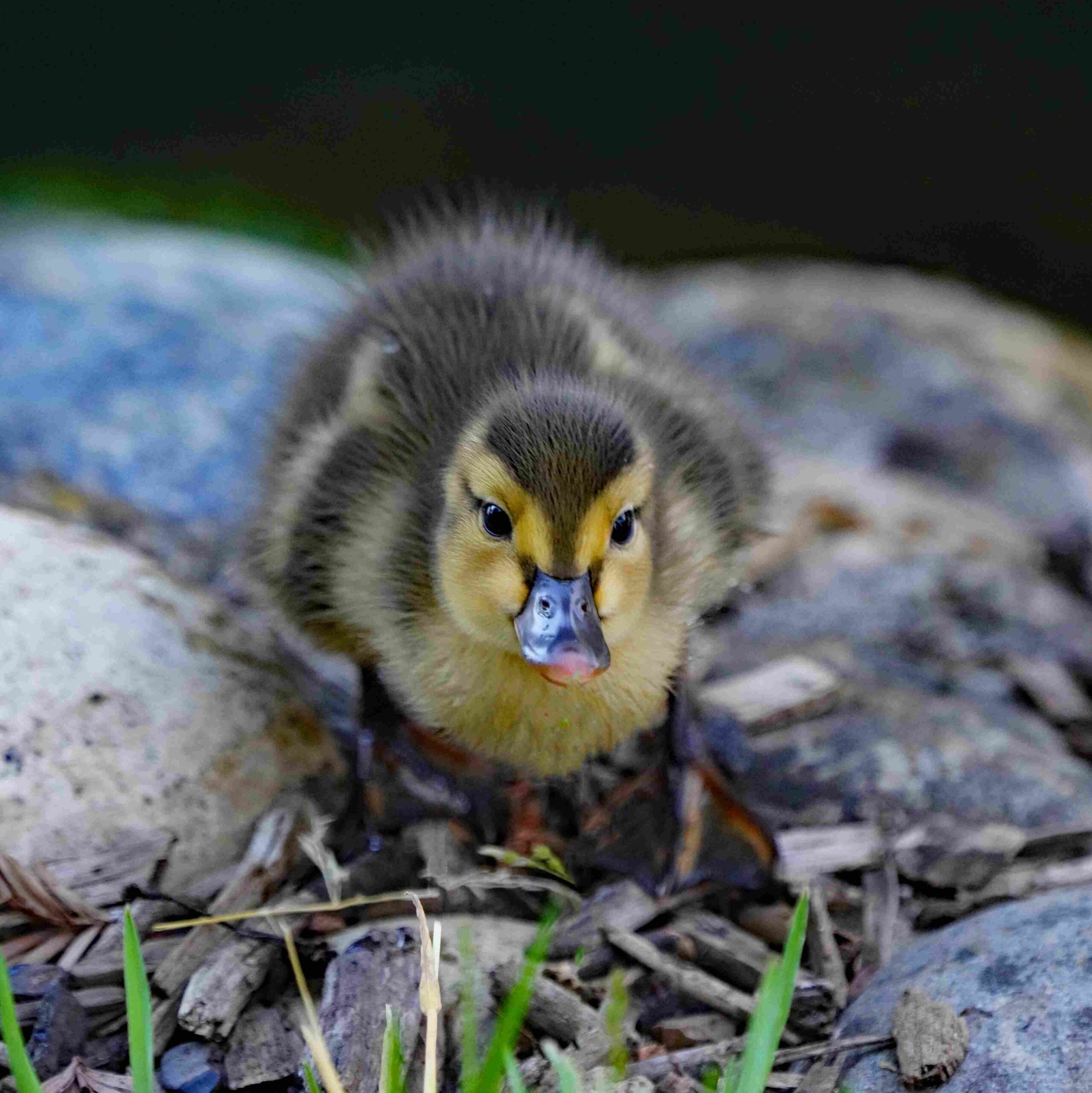 Mallard Duck (Chick)