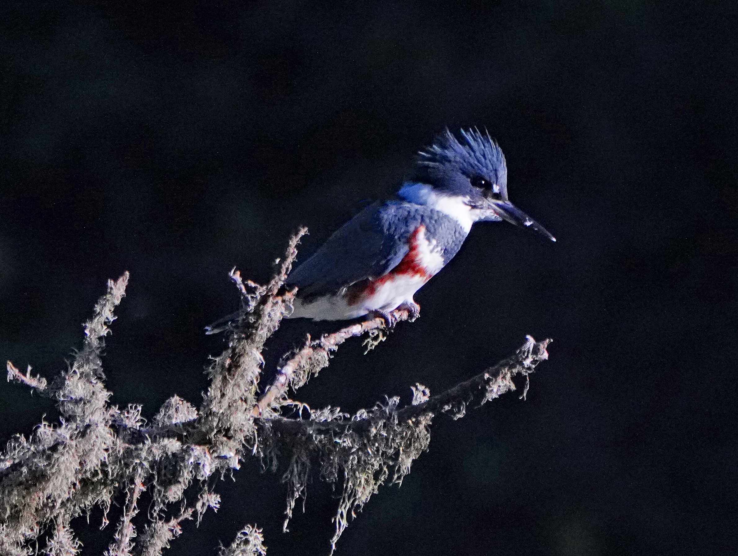 Belted Kingfisher