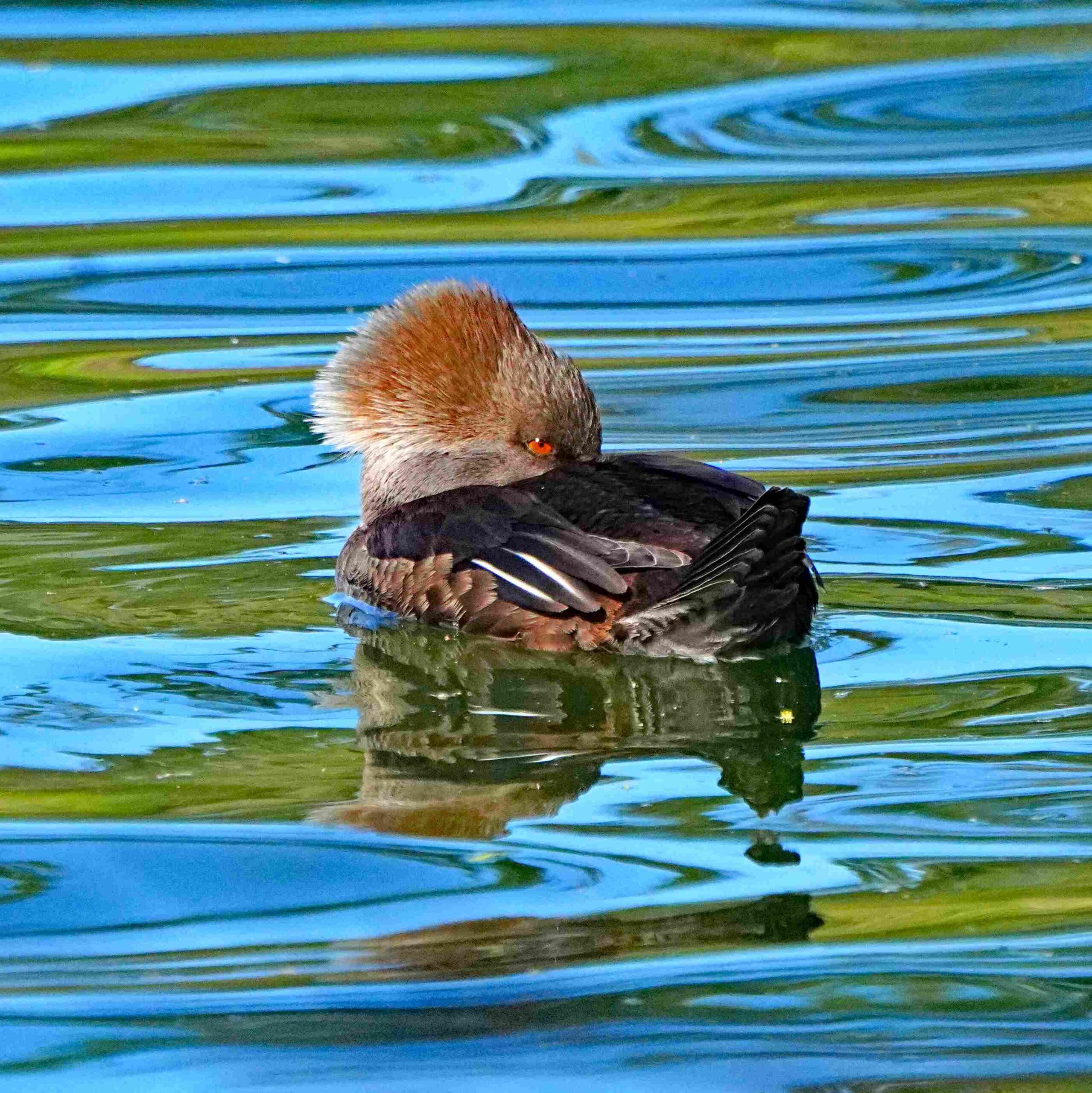 Hooded Merganser