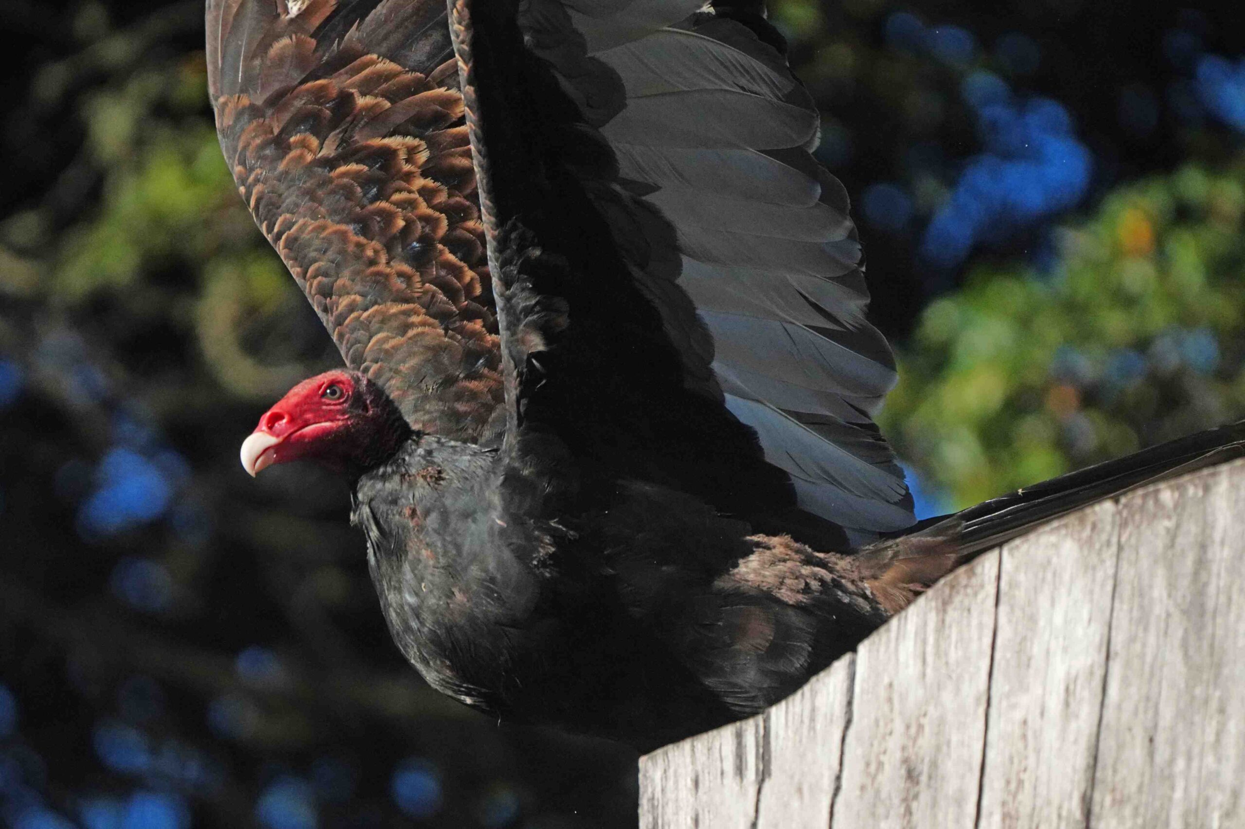 Turkey Vulture