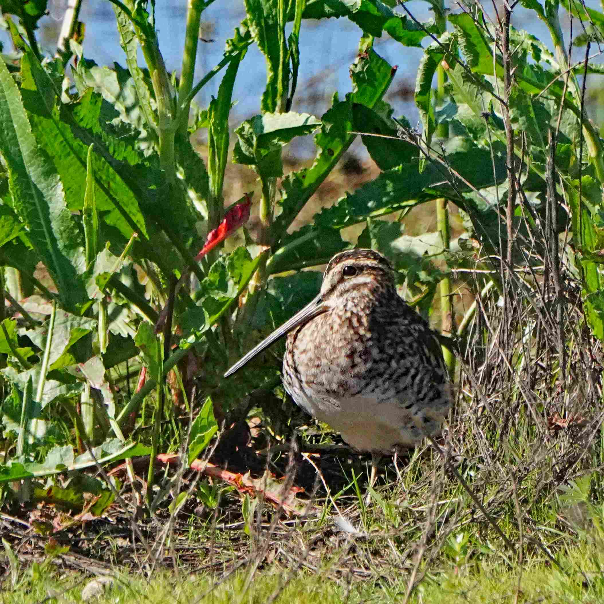 Wilson's Snipe