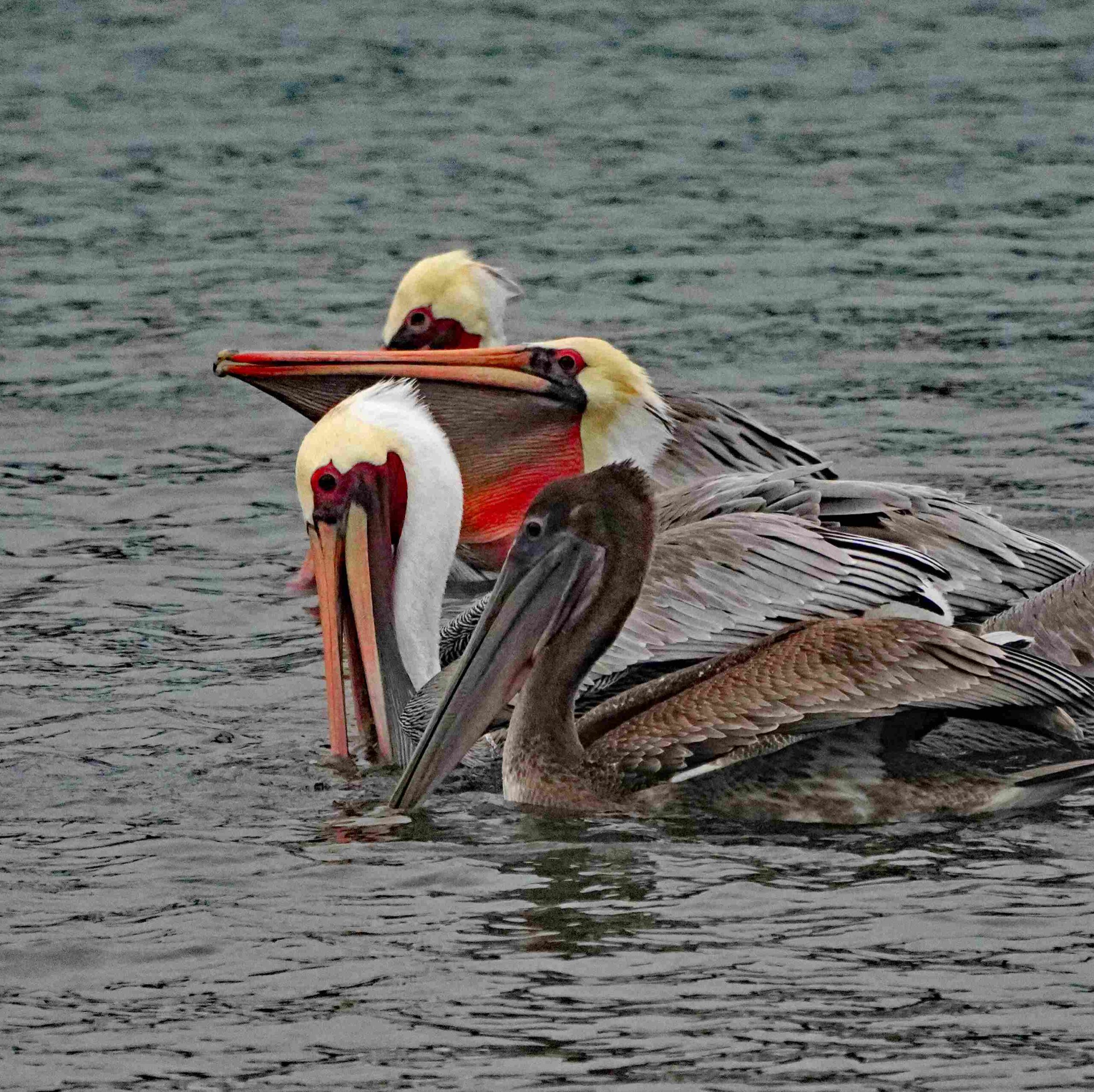 Brown Pelicans
