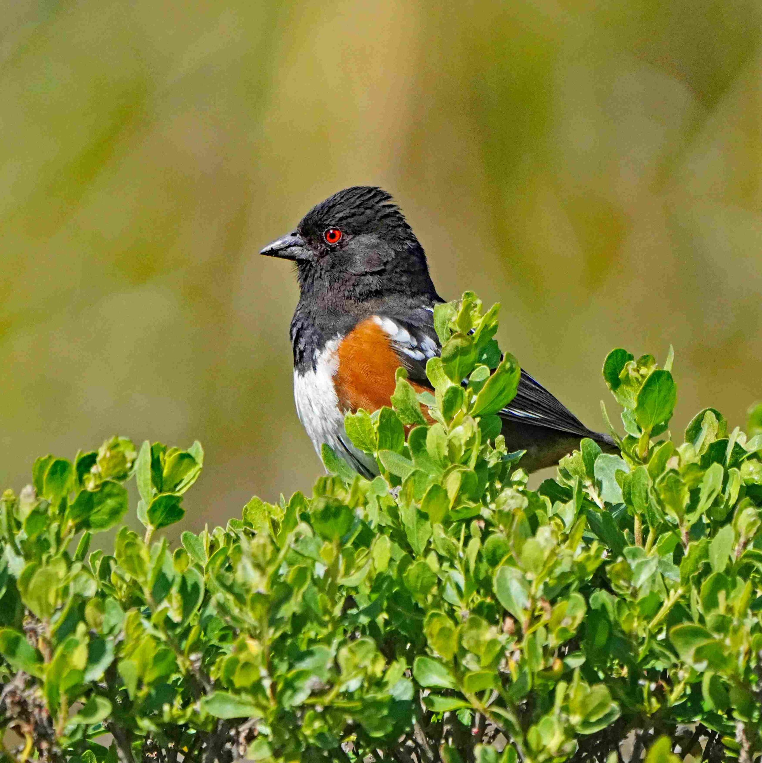 Spotted Towhee