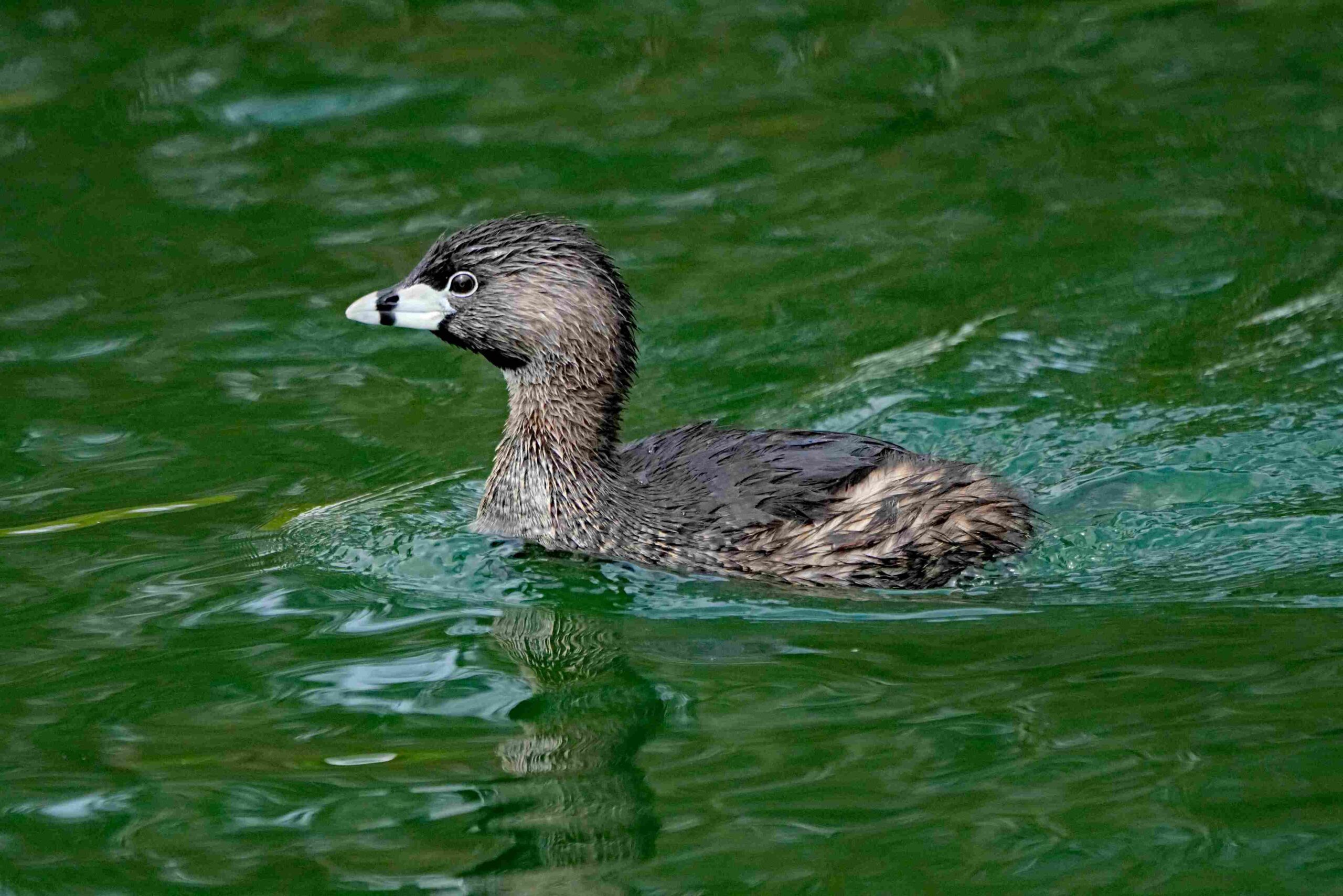 Pied-billed Grebe
