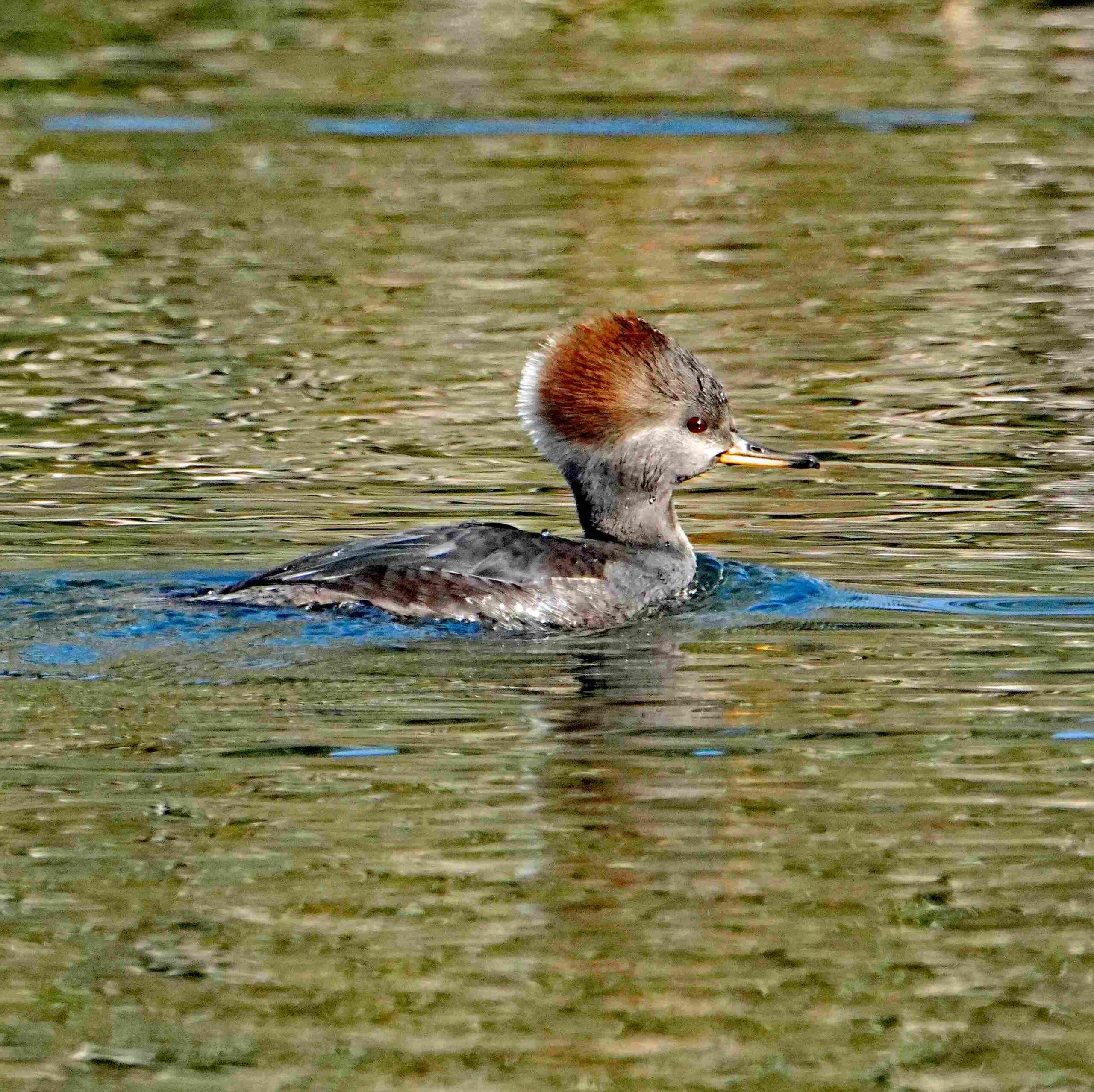 Hooded Merganser