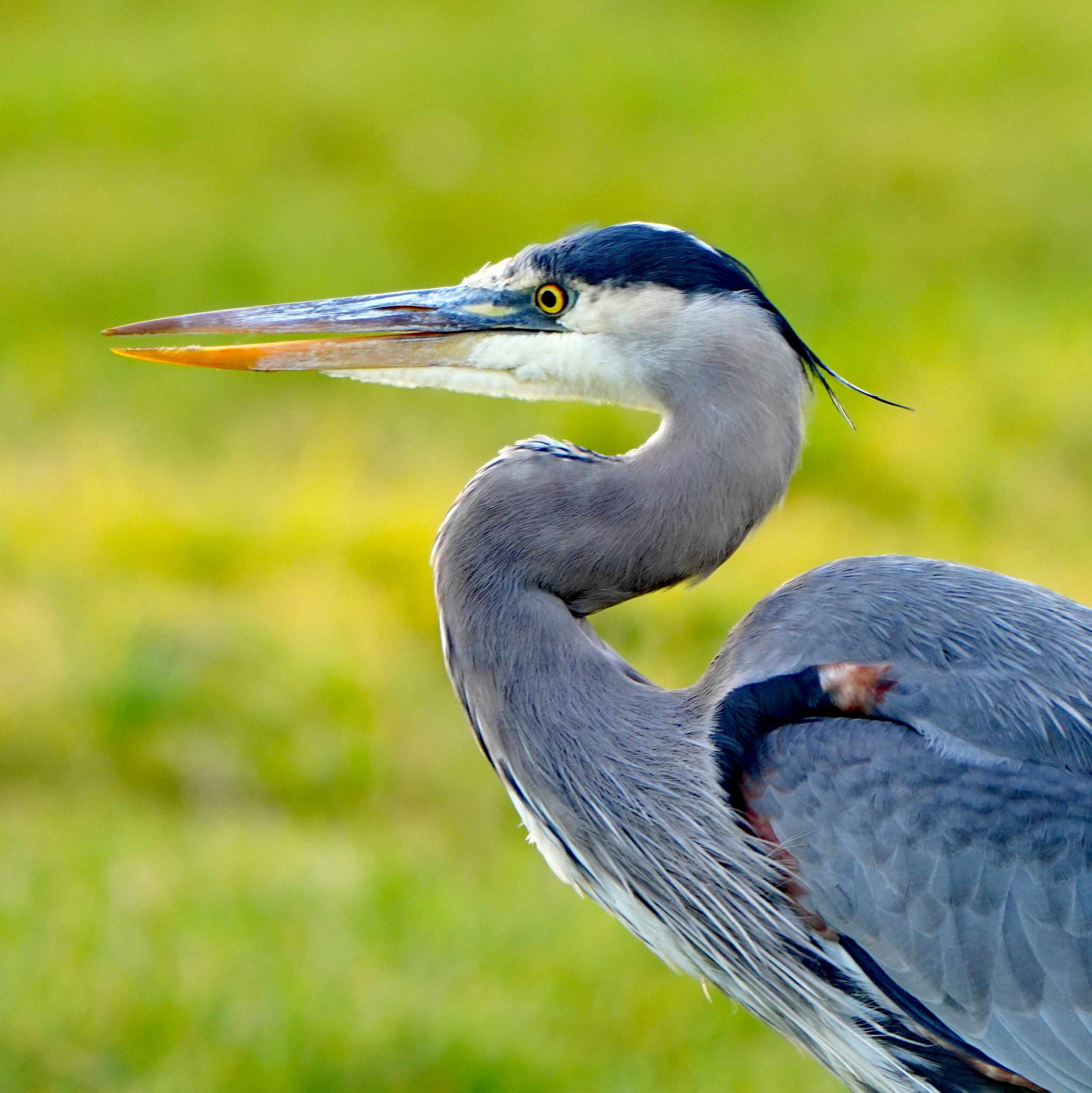 Great Blue Heron