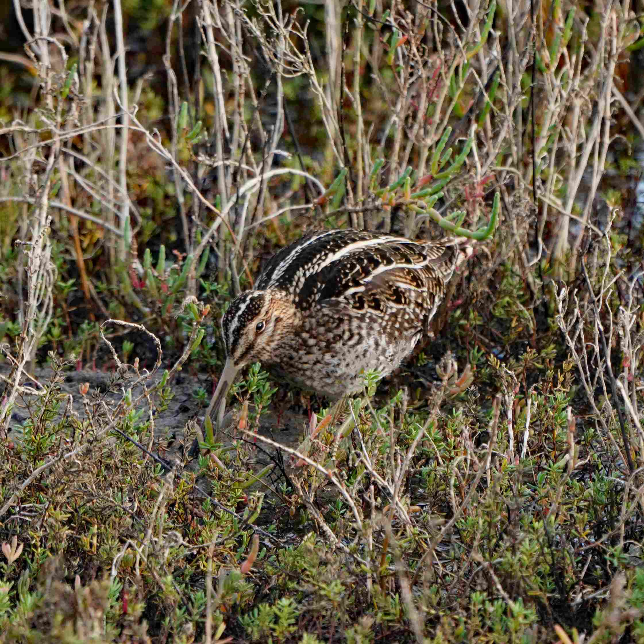 Wilson's Snipe