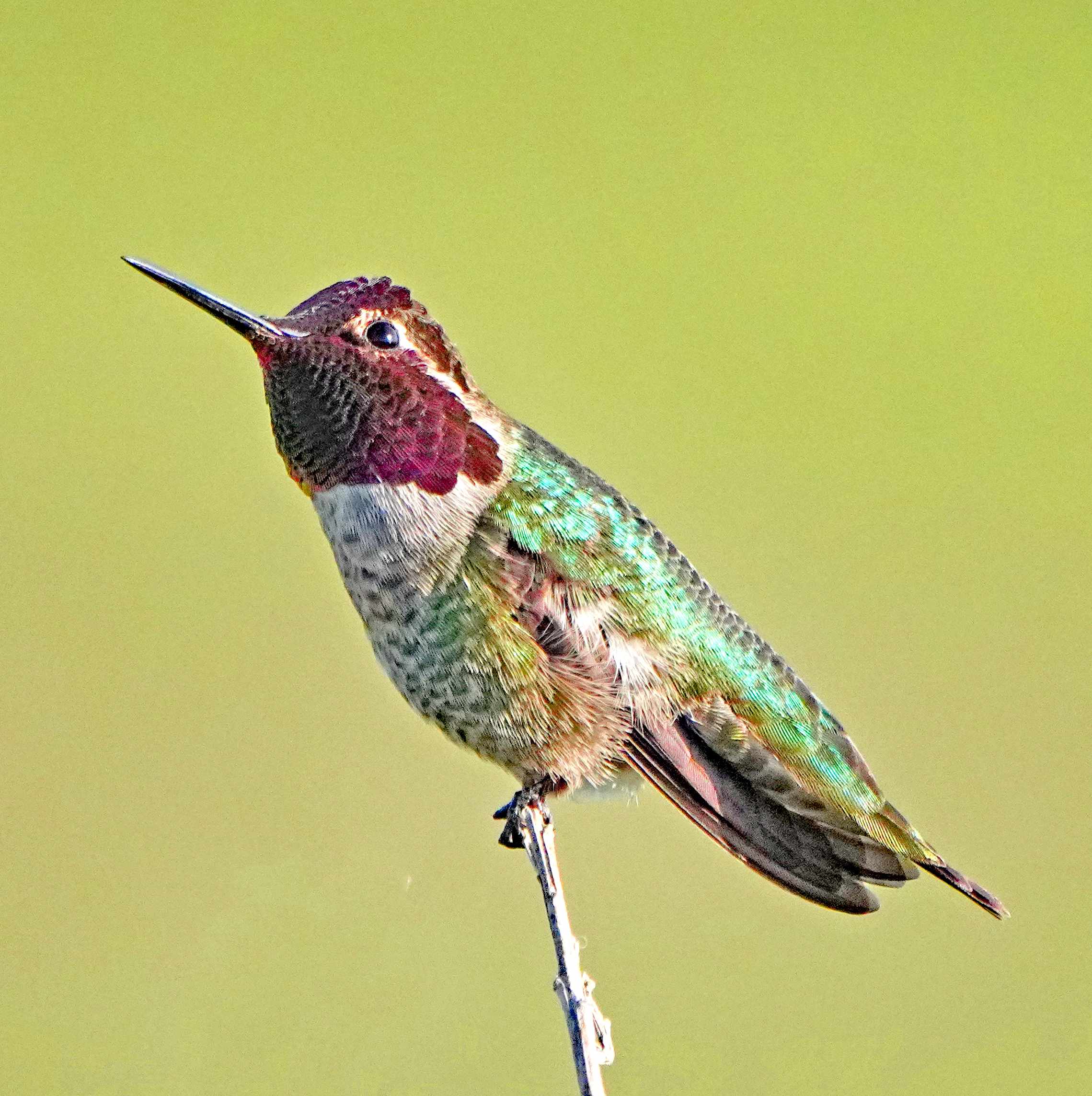 Anna's Hummingbird